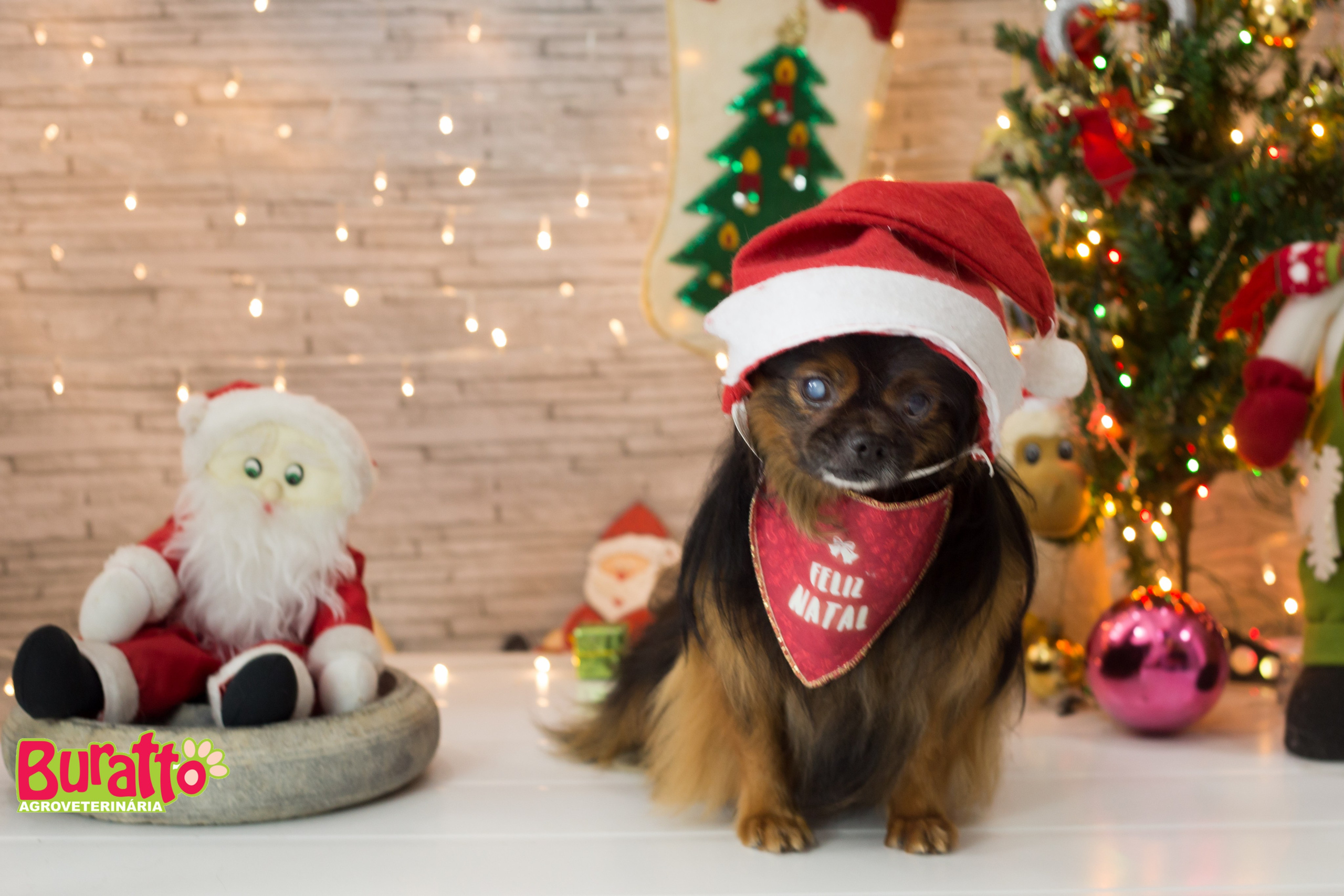 2018 — Natal encantado dos Pets. Fotografia Pet — estúdio, eventos, aniversários, ensaios temáticos