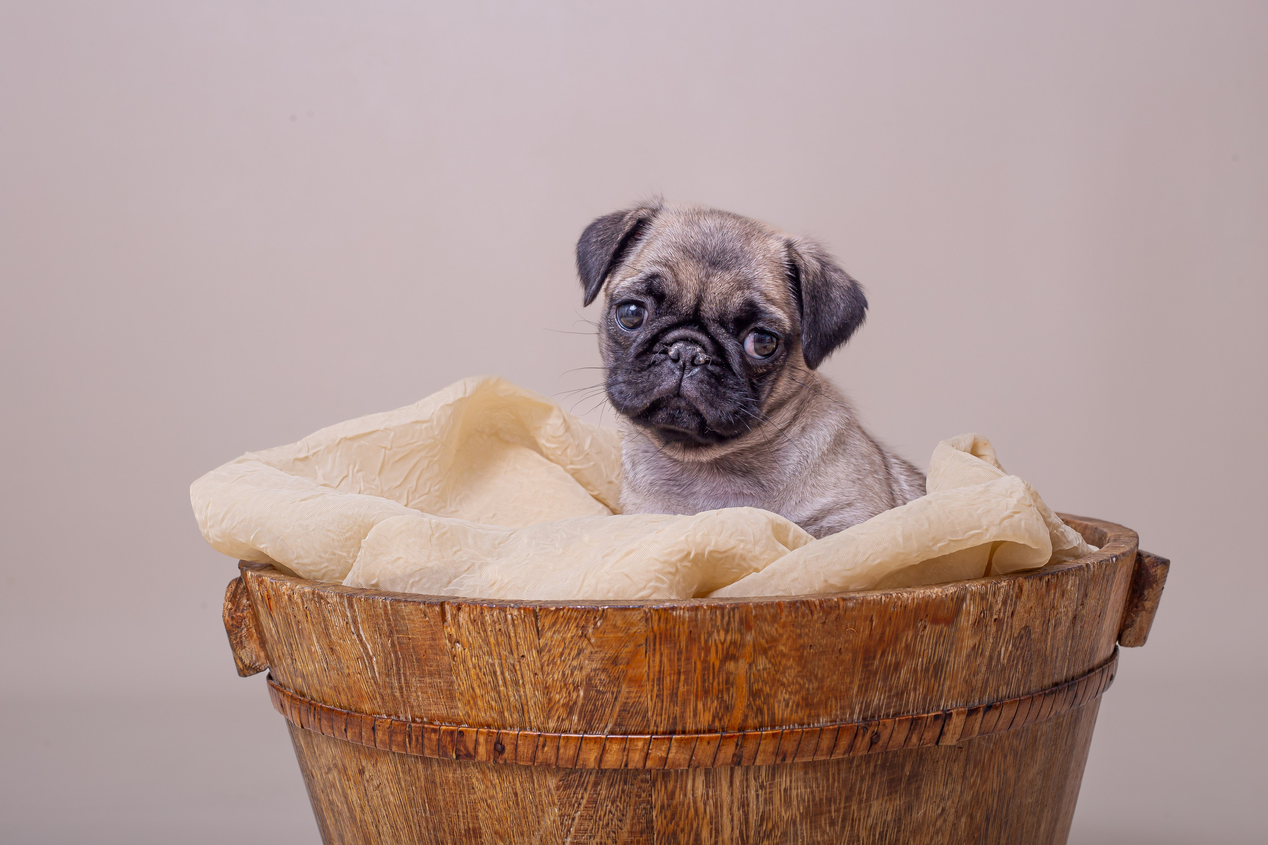 Amora — 45 dias. Fotografia Pet — estúdio, eventos, aniversários, ensaios temáticos