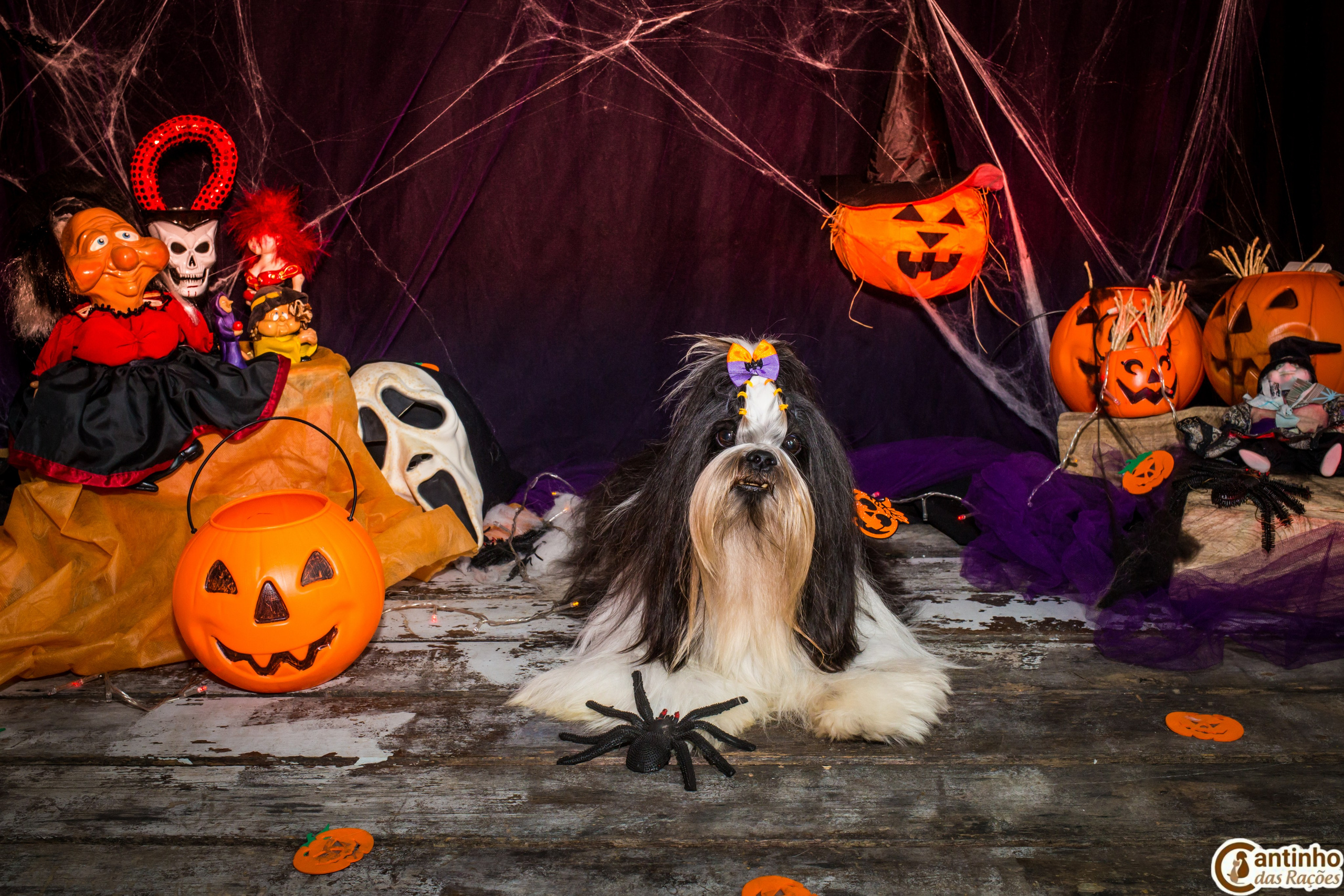 Hallowen — 2020 Doces ou travessuras. Fotografia Pet — estúdio, eventos, aniversários, ensaios temáticos