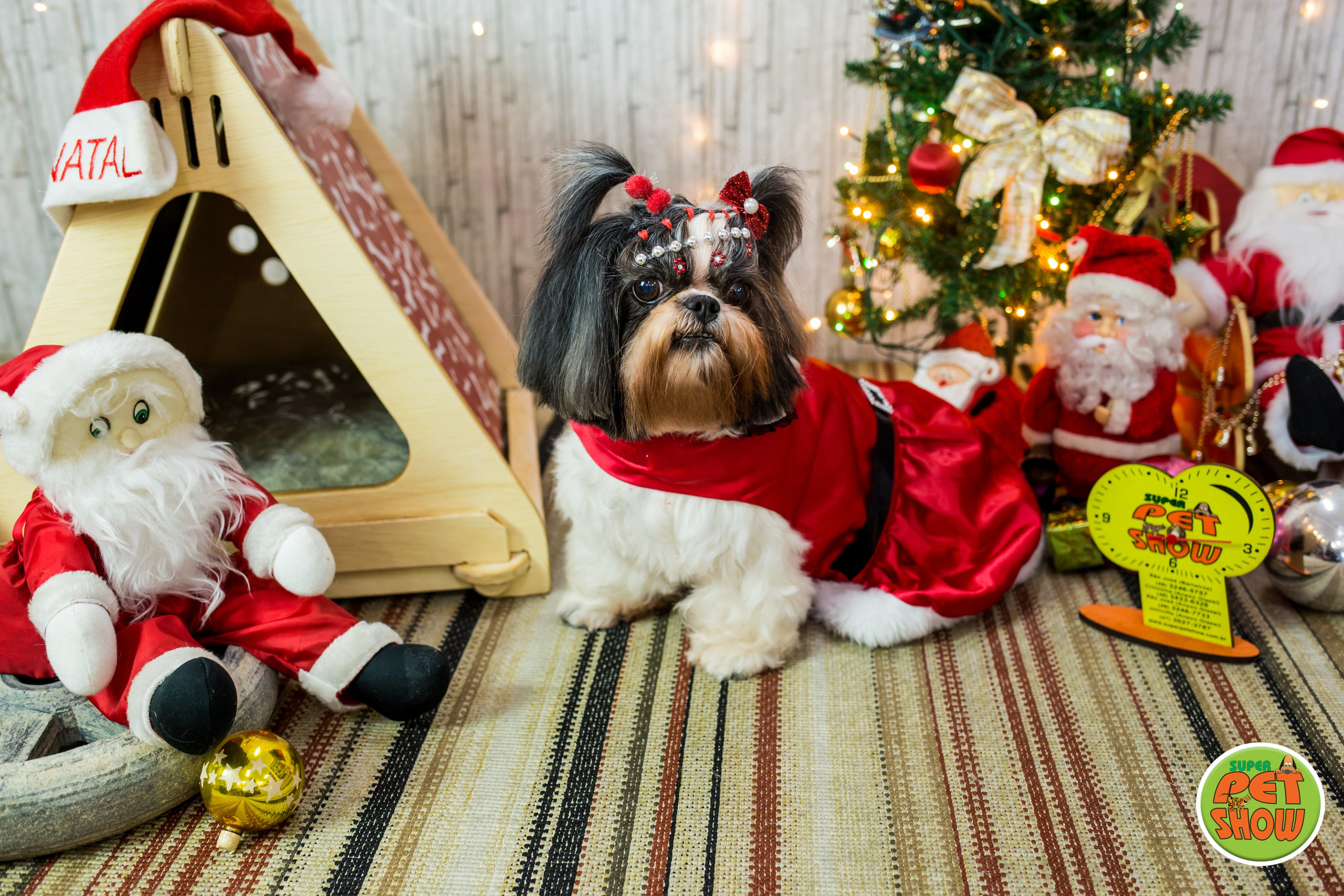 2019 — Natal encantado dos Pets. Fotografia Pet — estúdio, eventos, aniversários, ensaios temáticos