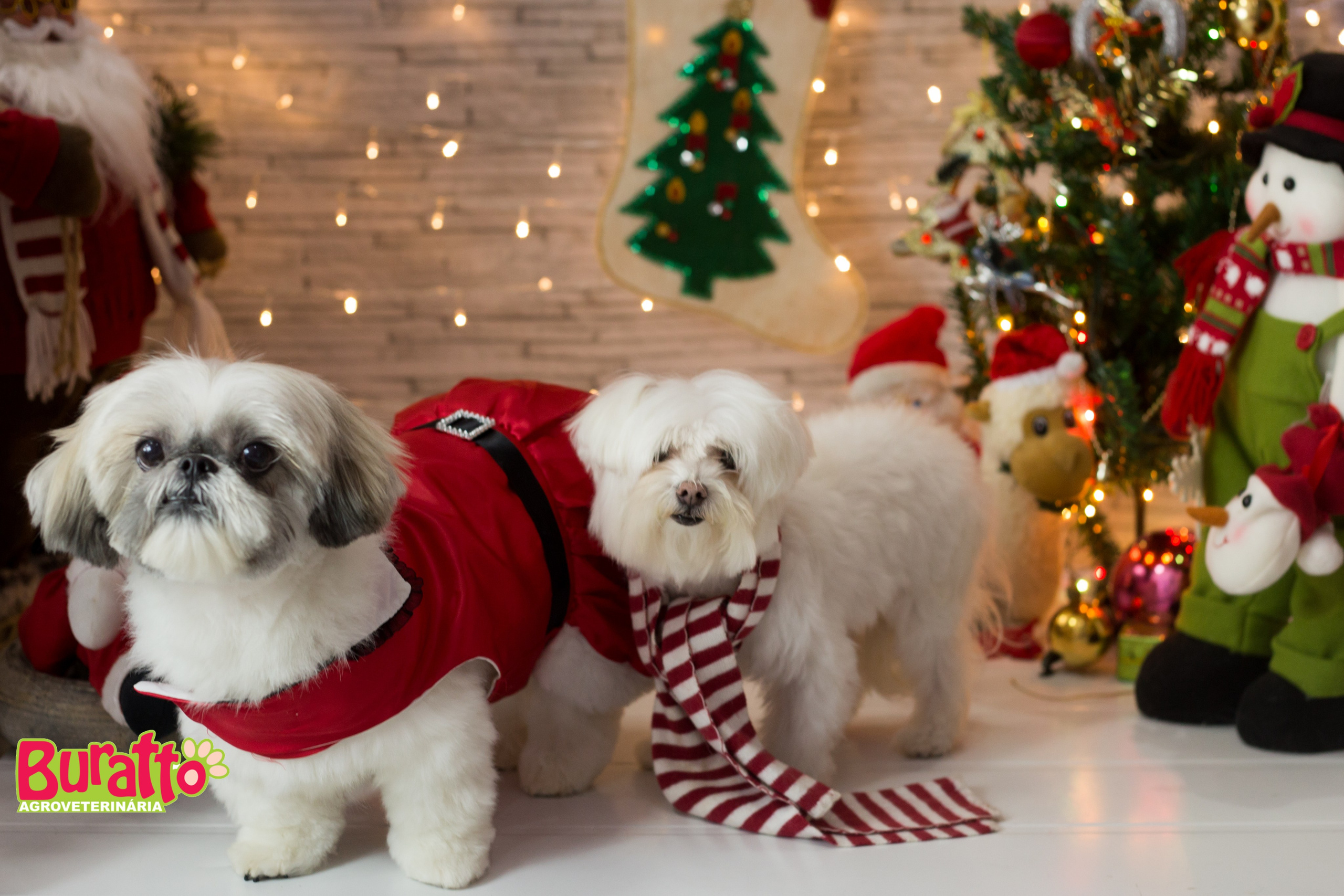 2018 — Natal encantado dos Pets. Fotografia Pet — estúdio, eventos, aniversários, ensaios temáticos