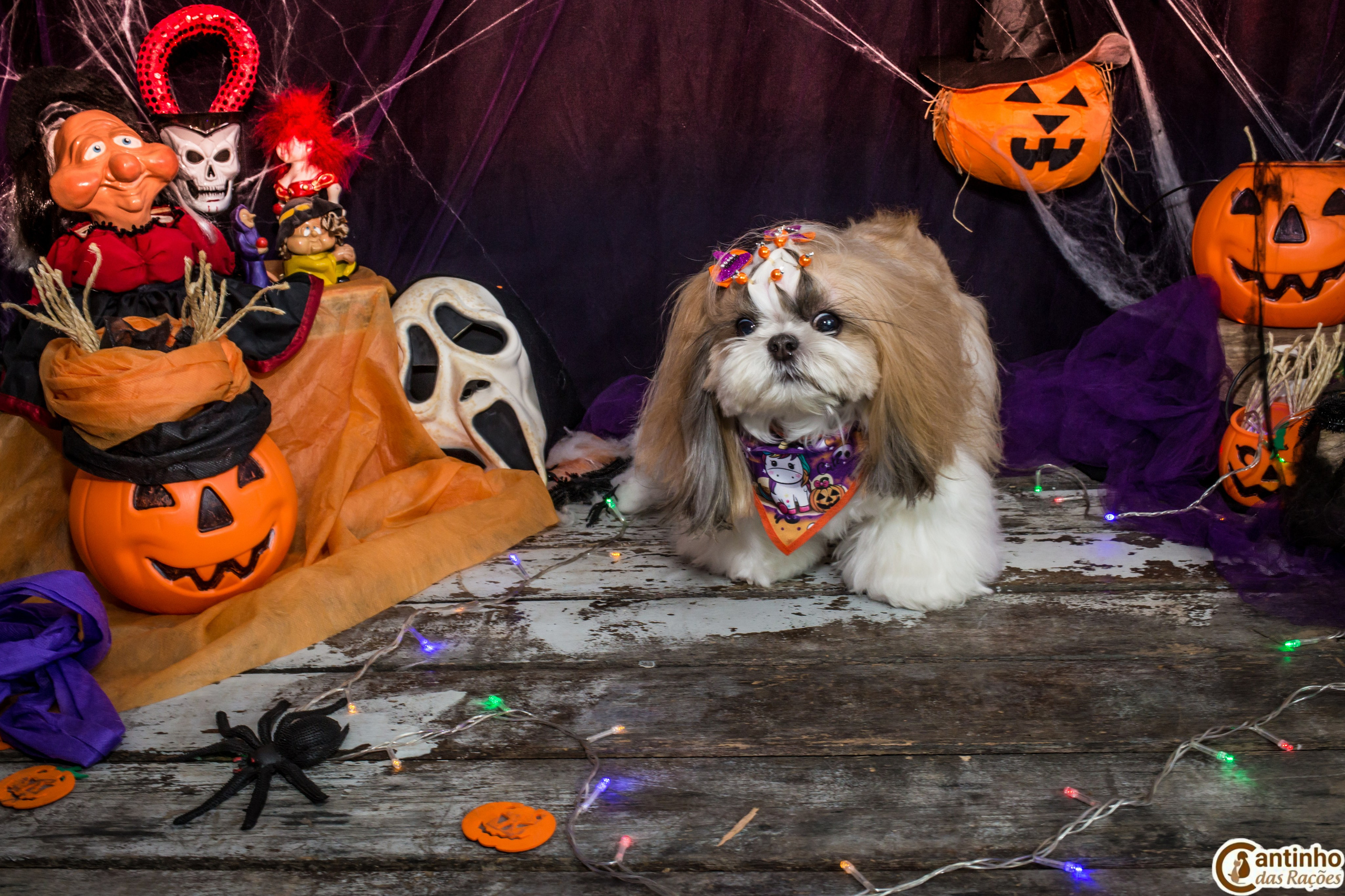 Hallowen — 2020 Doces ou travessuras. Fotografia Pet — estúdio, eventos, aniversários, ensaios temáticos