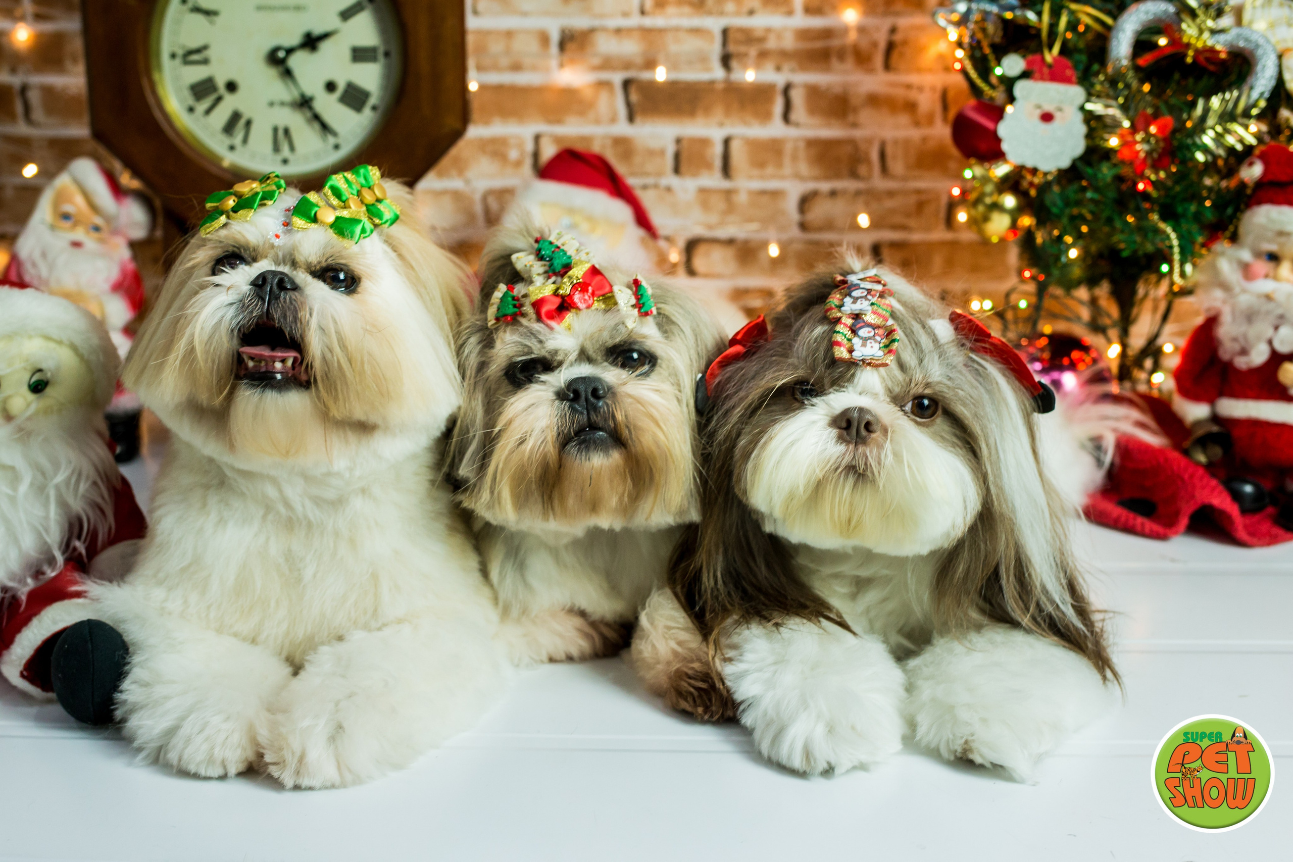 2019 — Natal encantado dos Pets. Fotografia Pet — estúdio, eventos, aniversários, ensaios temáticos