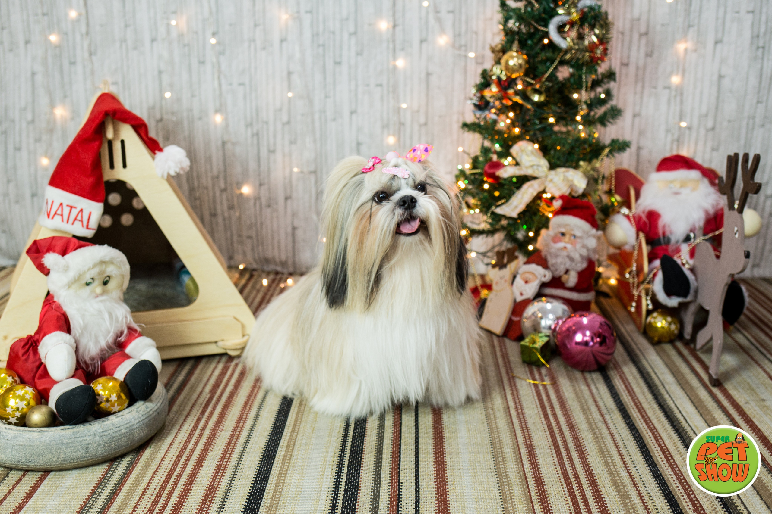 2019 — Natal encantado dos Pets. Fotografia Pet — estúdio, eventos, aniversários, ensaios temáticos