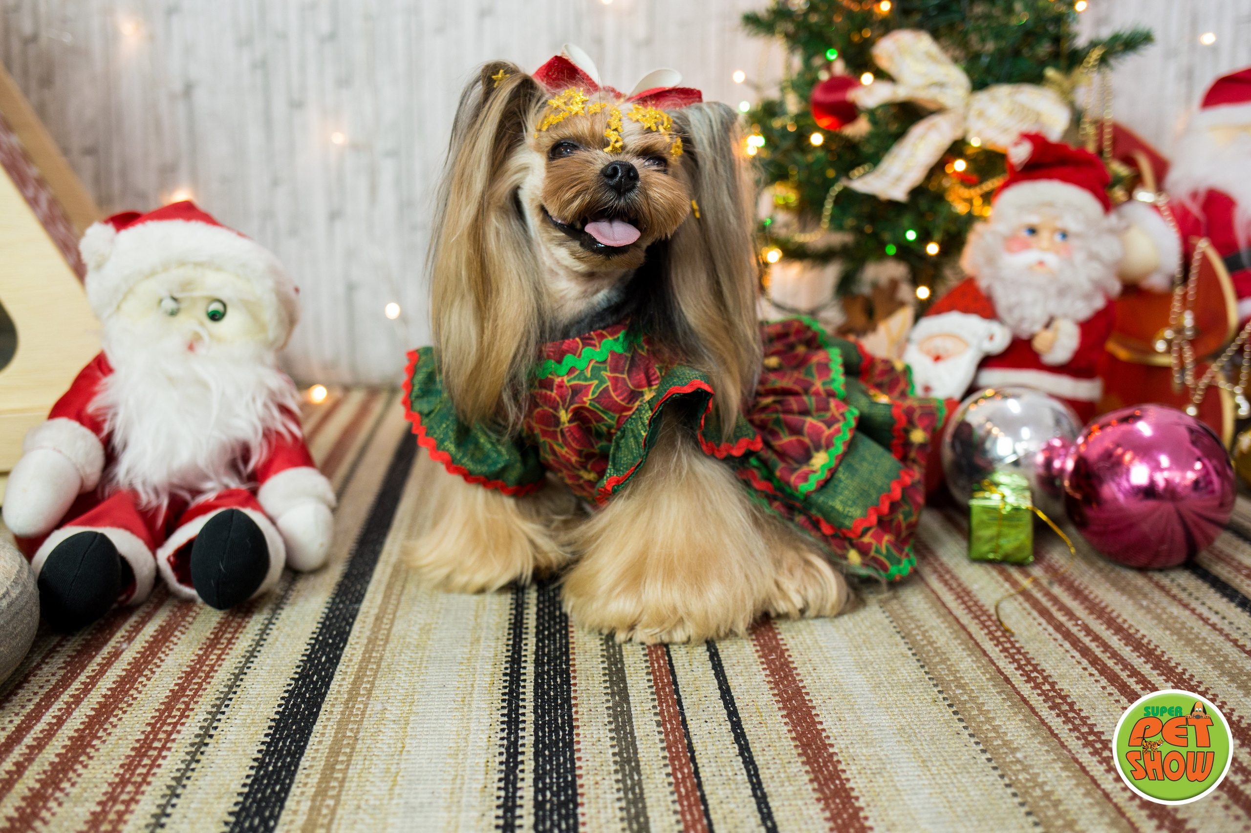 2019 — Natal encantado dos Pets. Fotografia Pet — estúdio, eventos, aniversários, ensaios temáticos