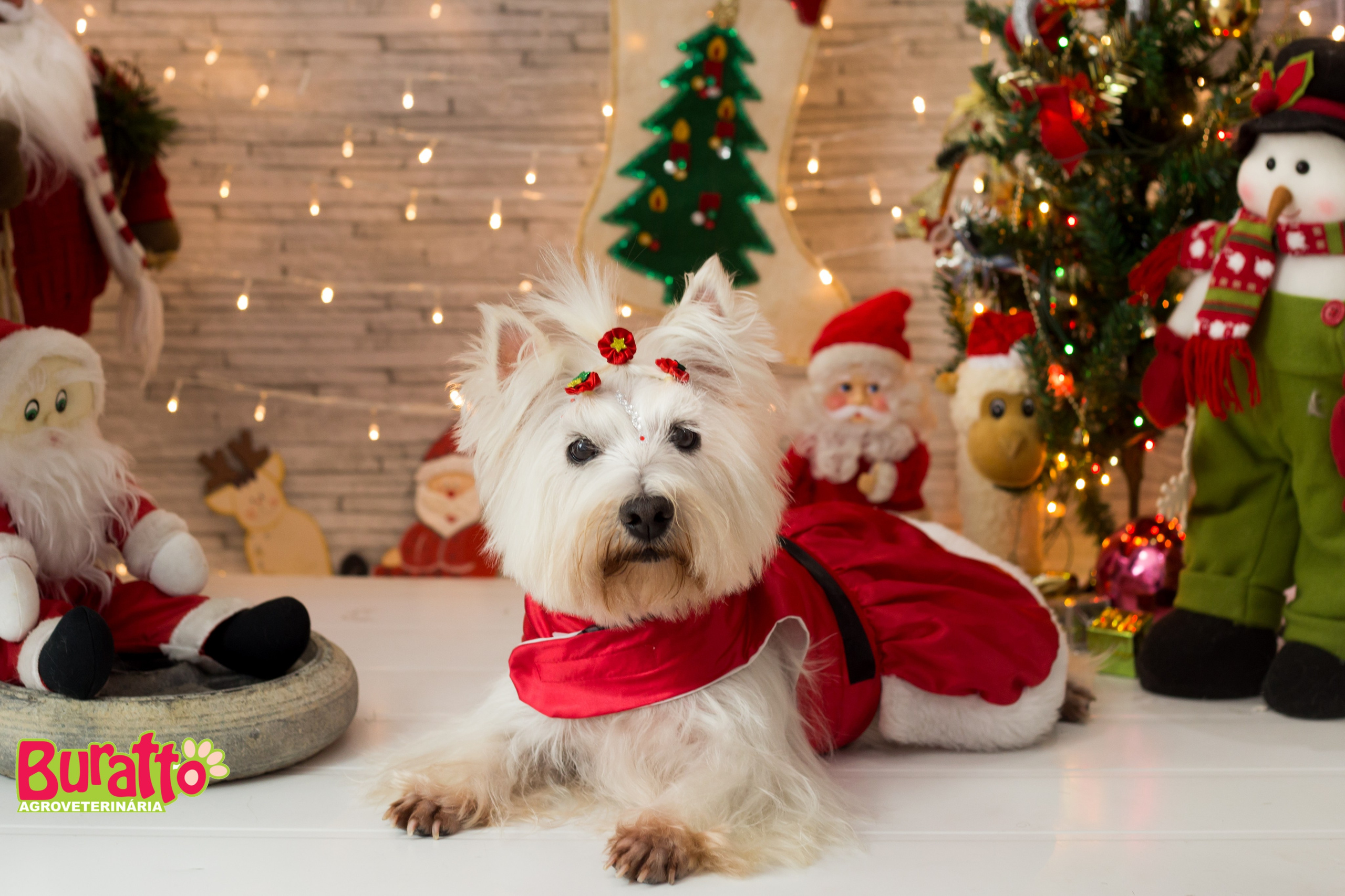 2018 — Natal encantado dos Pets. Fotografia Pet — estúdio, eventos, aniversários, ensaios temáticos