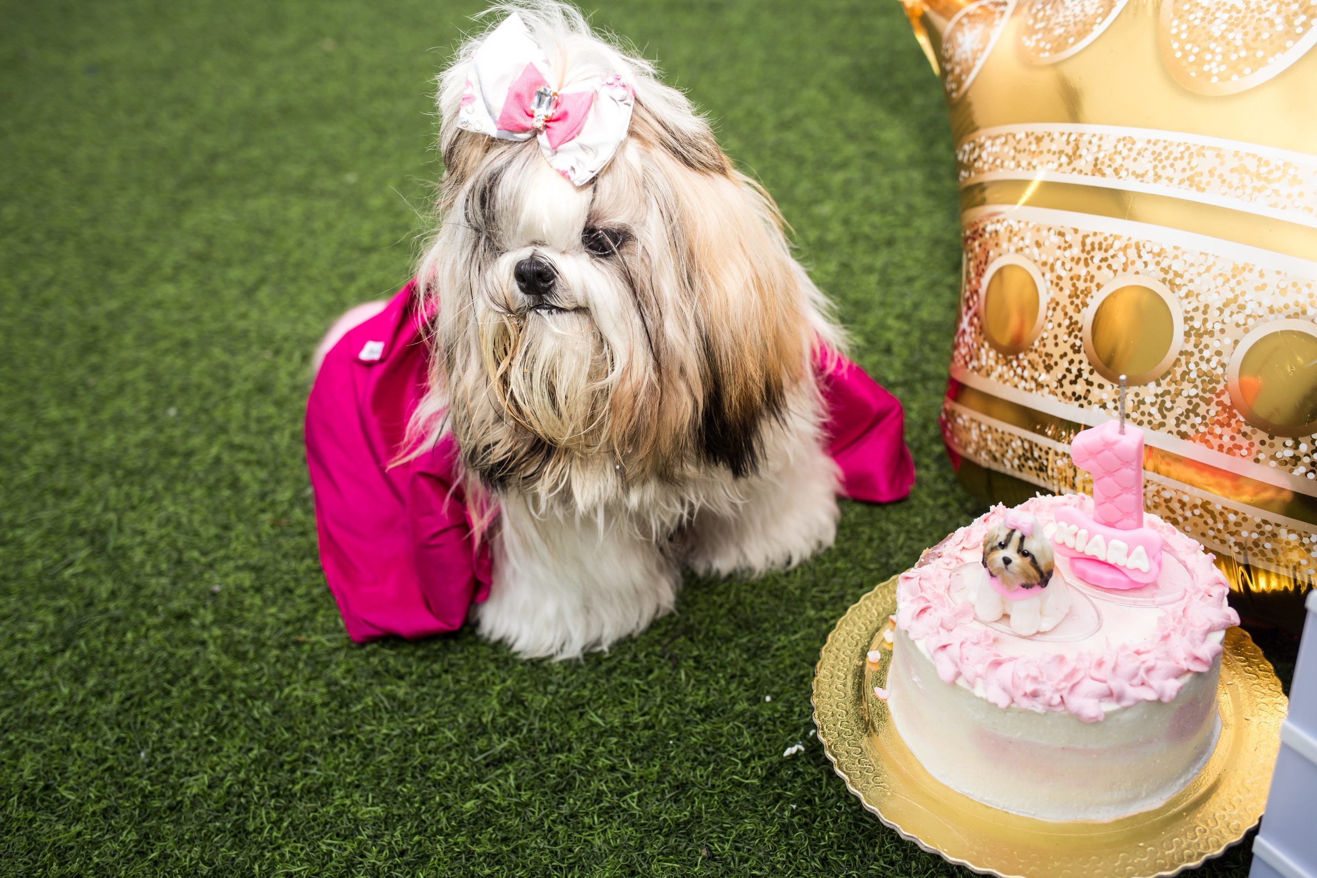 Kiara — 1 aninho. Fotografia Pet — estúdio, eventos, aniversários, ensaios temáticos