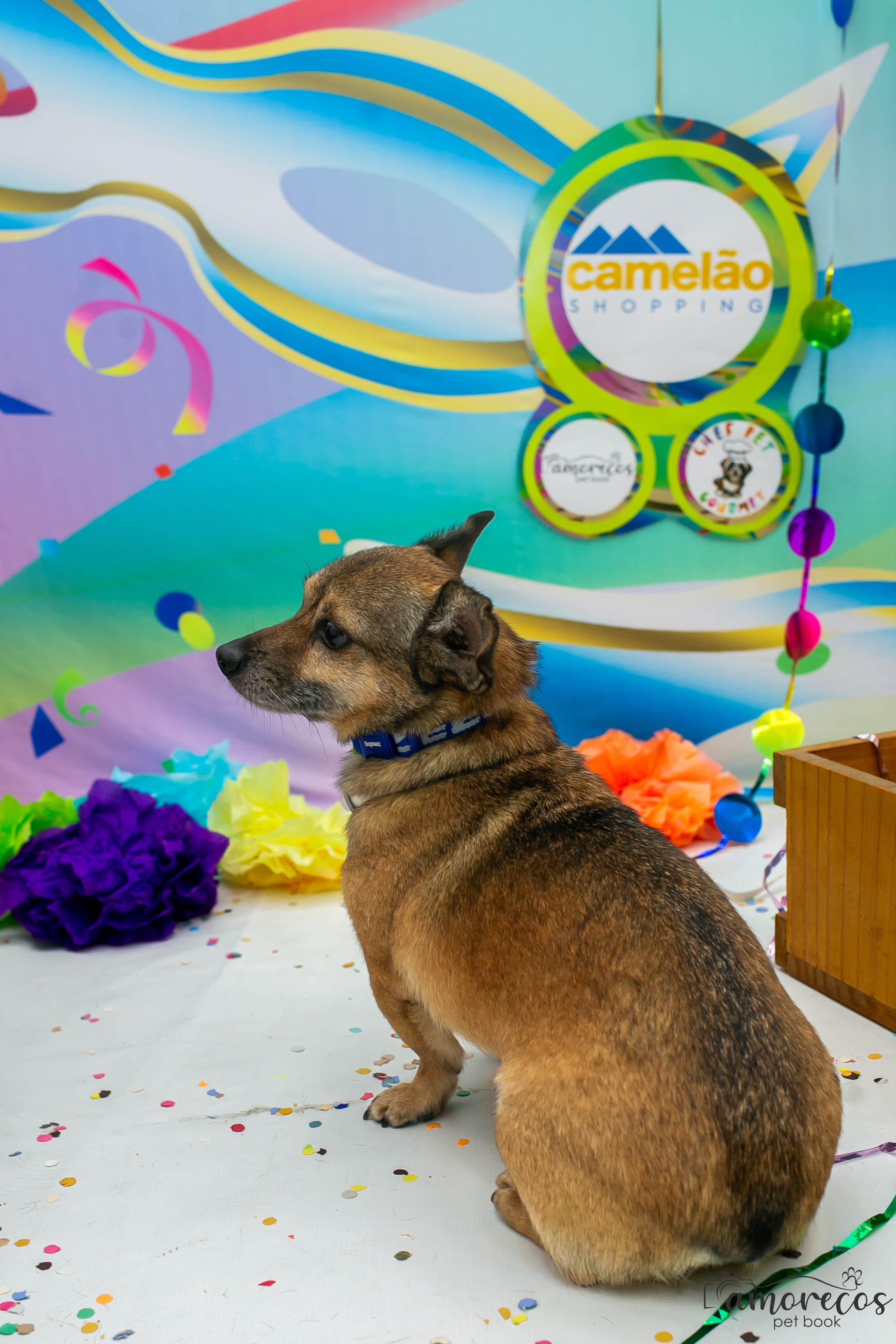 Carnaval 2026 — Camelão. Fotografia Pet — estúdio, eventos, aniversários, ensaios temáticos