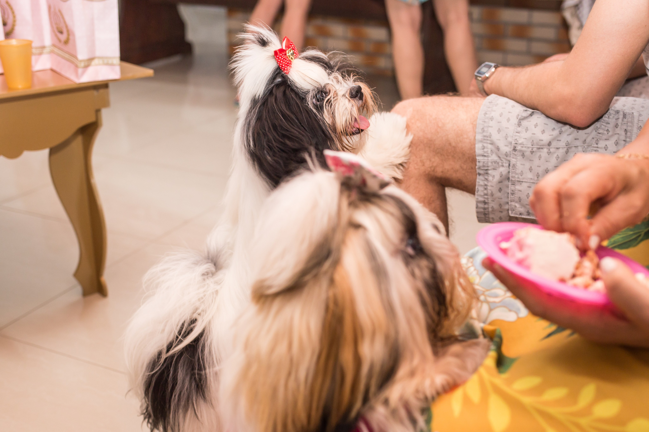 Kiara — 1 aninho. Fotografia Pet — estúdio, eventos, aniversários, ensaios temáticos