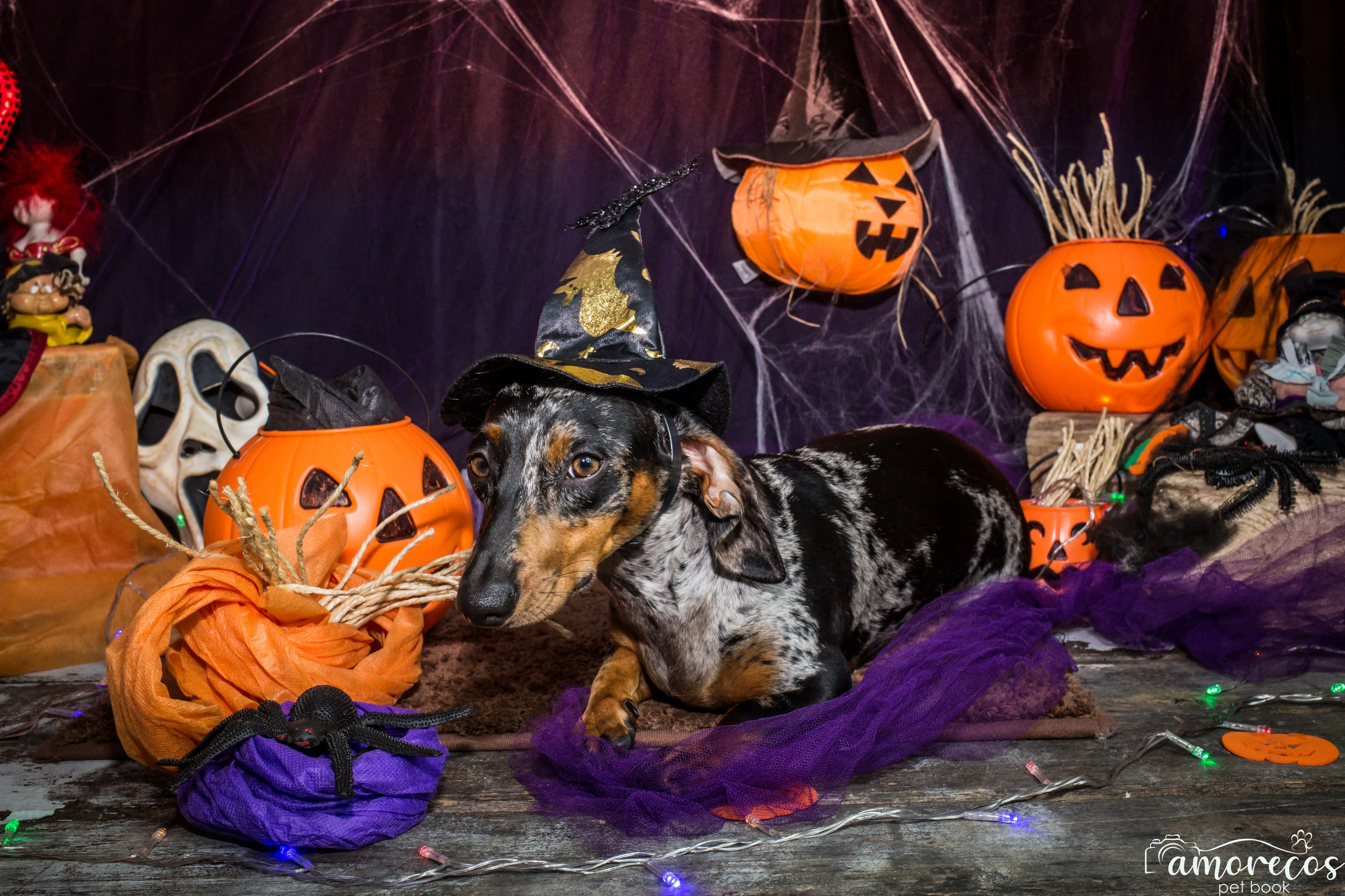 Hallowen — 2020 Doces ou travessuras. Fotografia Pet — estúdio, eventos, aniversários, ensaios temáticos