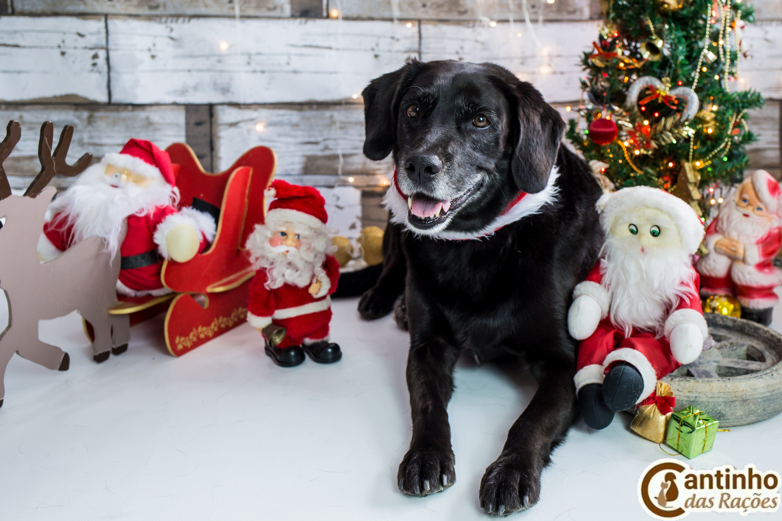 2019 — Natal encantado dos Pets. Fotografia Pet — estúdio, eventos, aniversários, ensaios temáticos