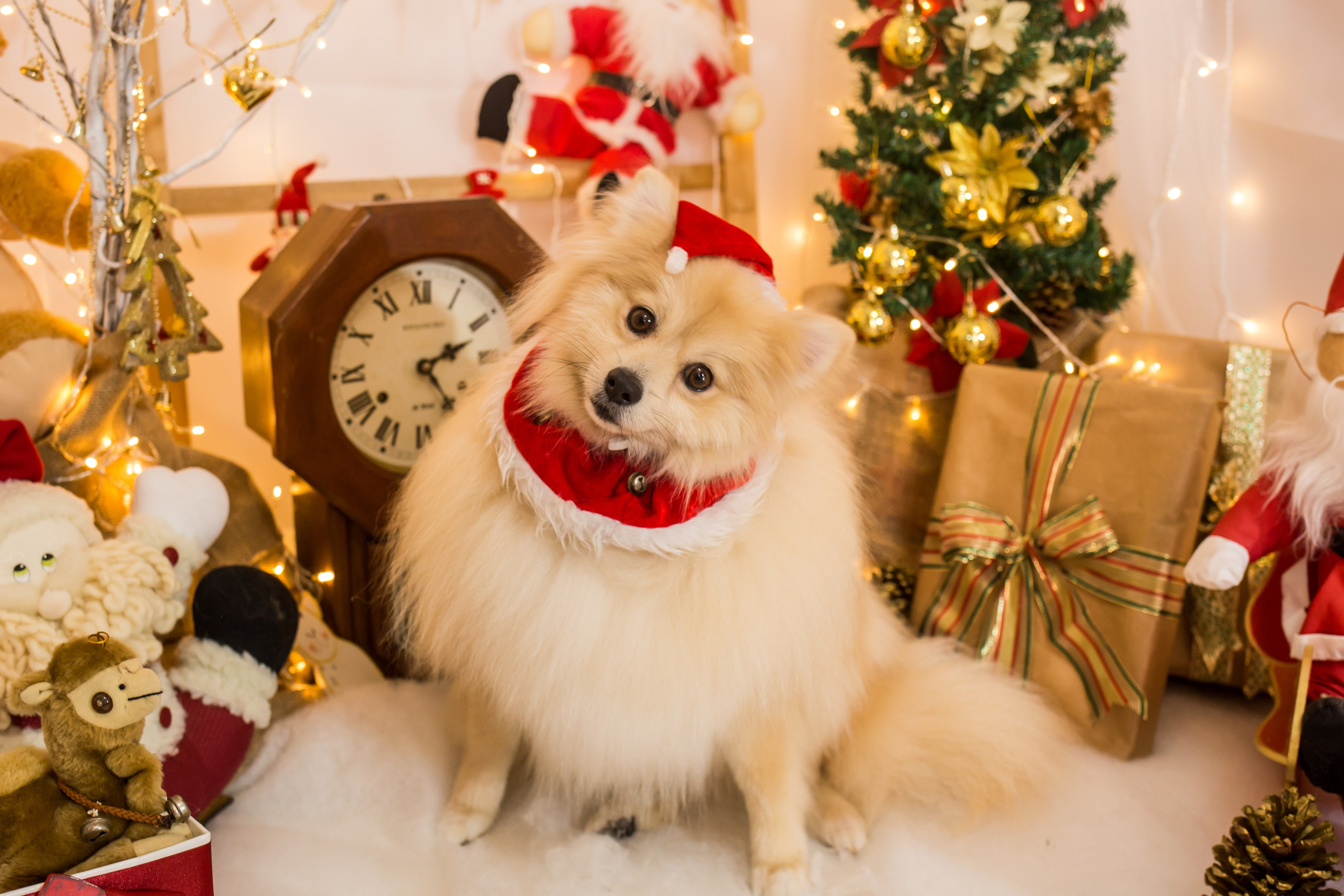 2021 — Natal encantado dos Pets. Fotografia Pet — estúdio, eventos, aniversários, ensaios temáticos