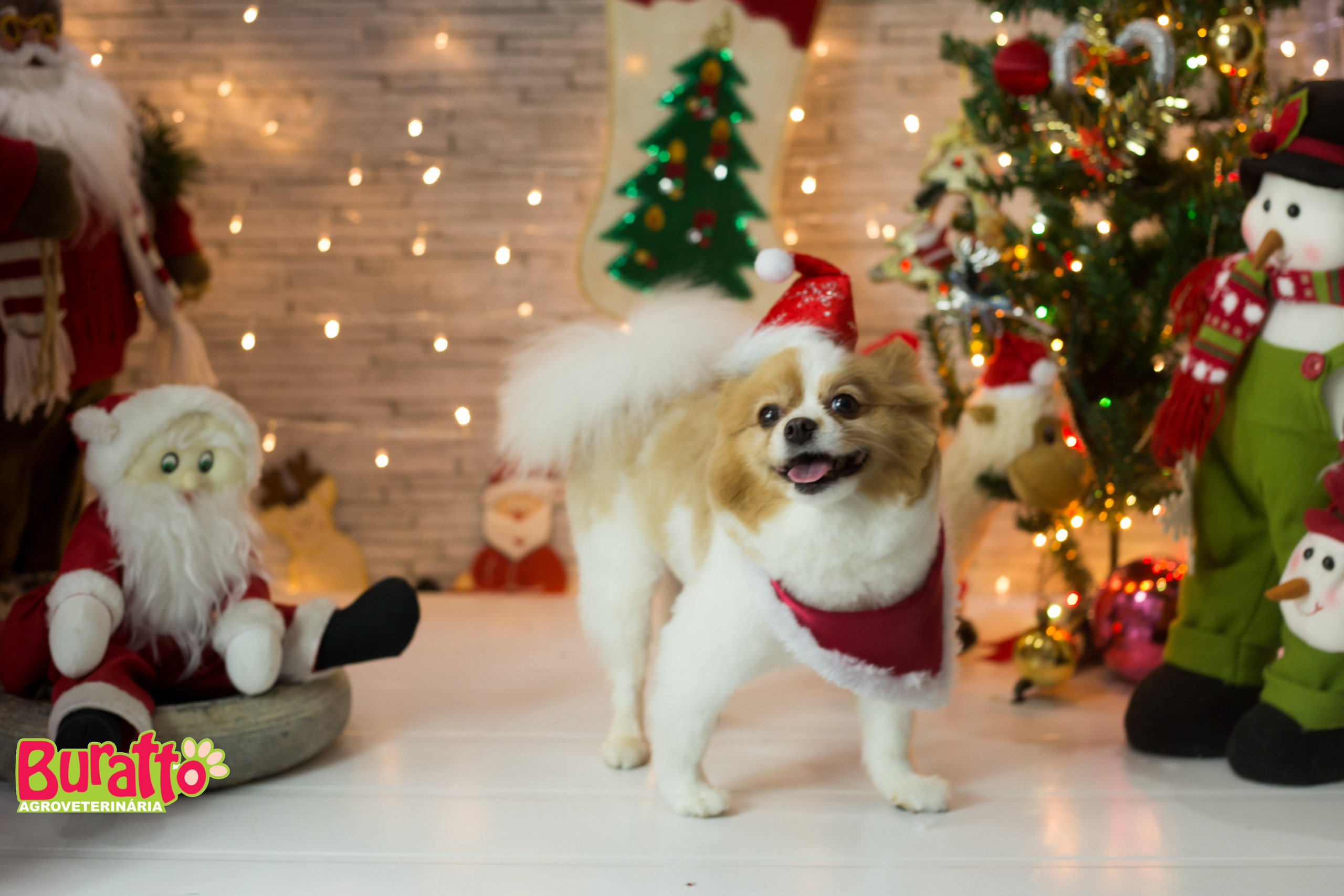 2018 — Natal encantado dos Pets. Fotografia Pet — estúdio, eventos, aniversários, ensaios temáticos