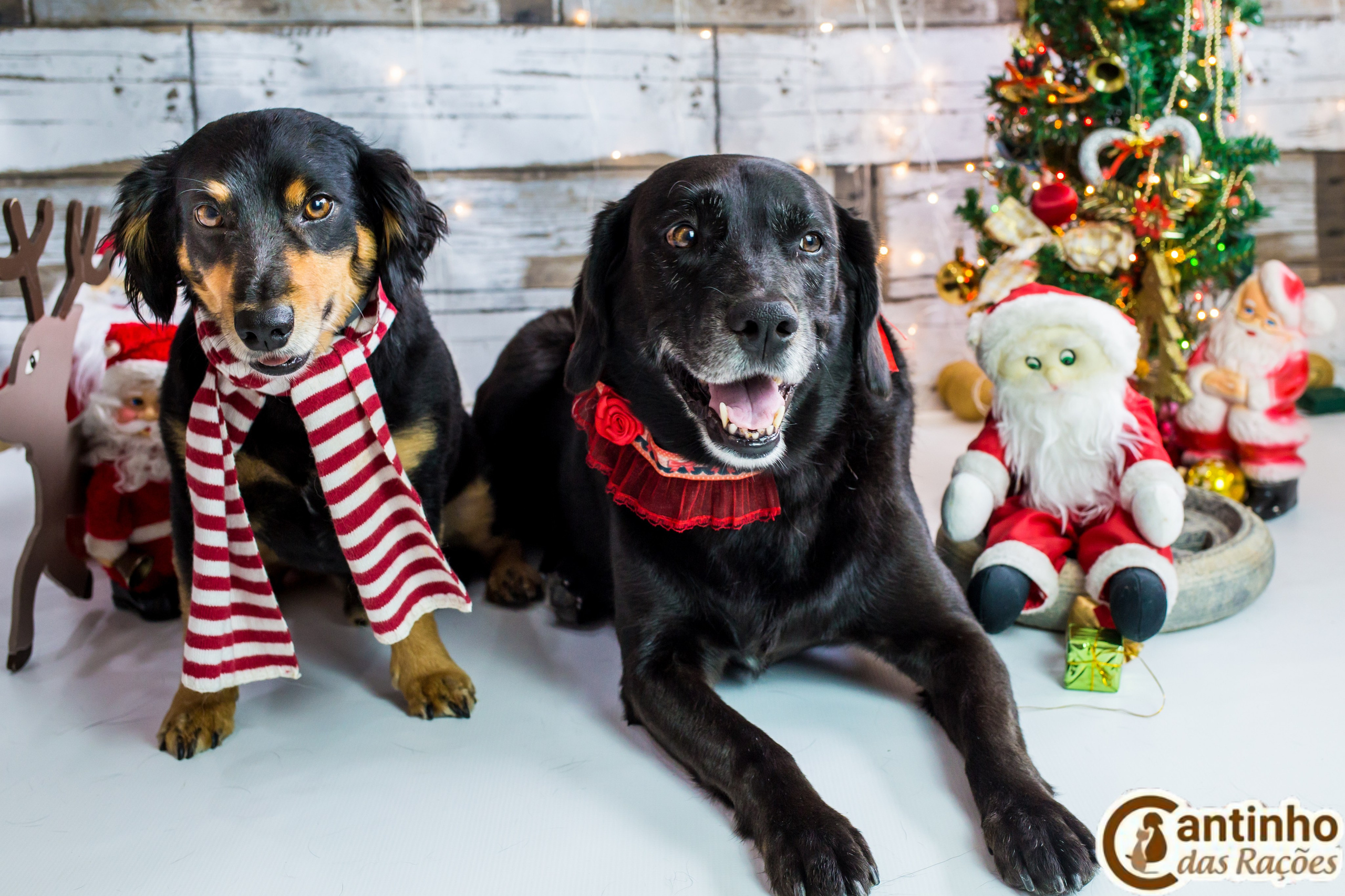 2019 — Natal encantado dos Pets. Fotografia Pet — estúdio, eventos, aniversários, ensaios temáticos