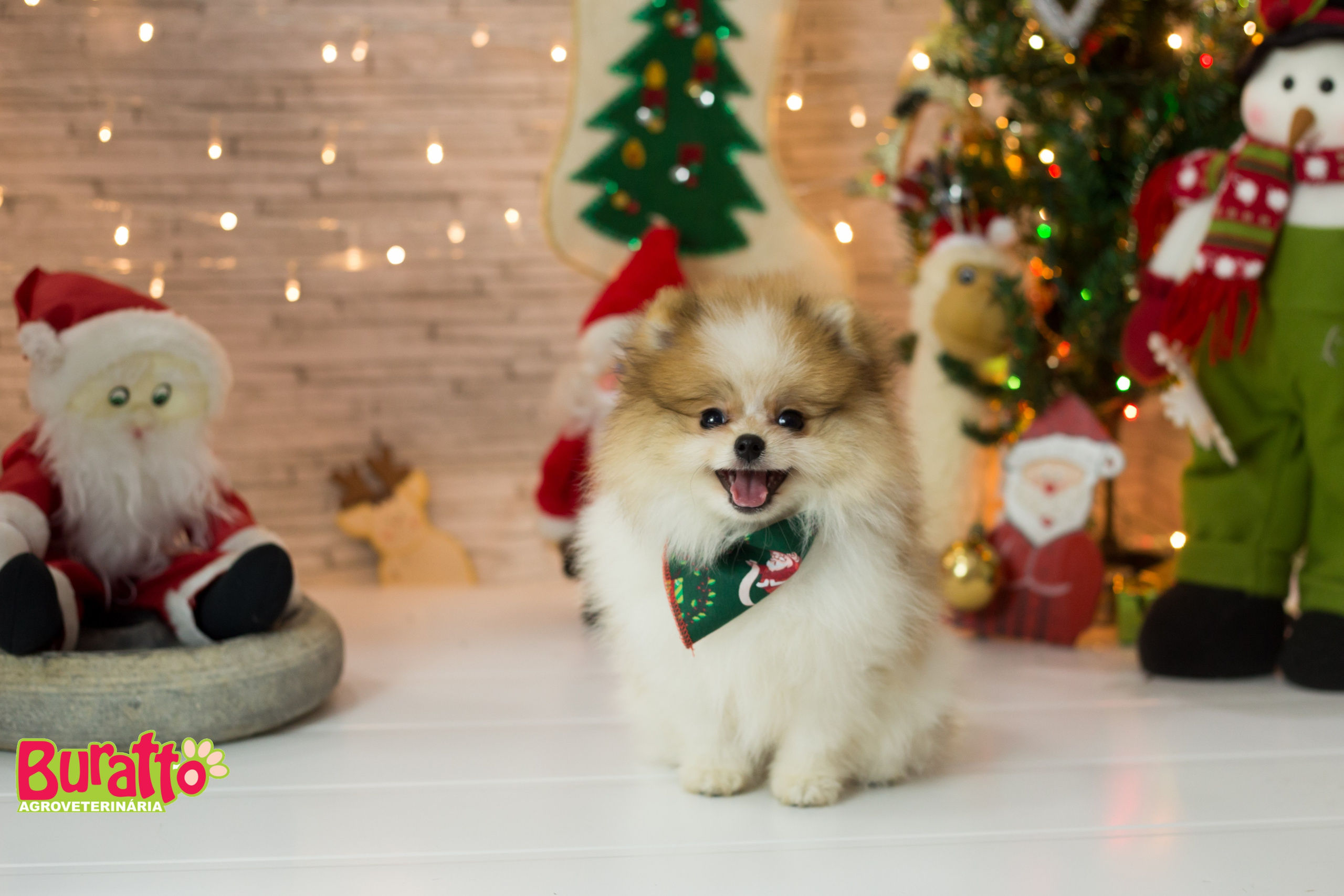 2018 — Natal encantado dos Pets. Fotografia Pet — estúdio, eventos, aniversários, ensaios temáticos