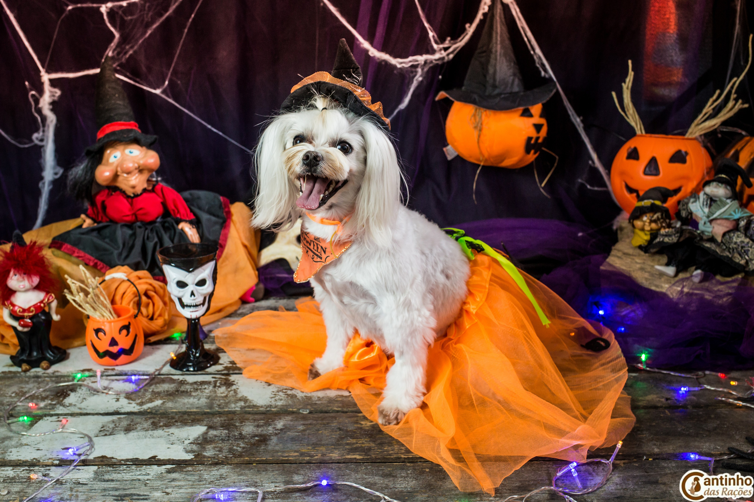 Hallowen — 2020 Doces ou travessuras. Fotografia Pet — estúdio, eventos, aniversários, ensaios temáticos