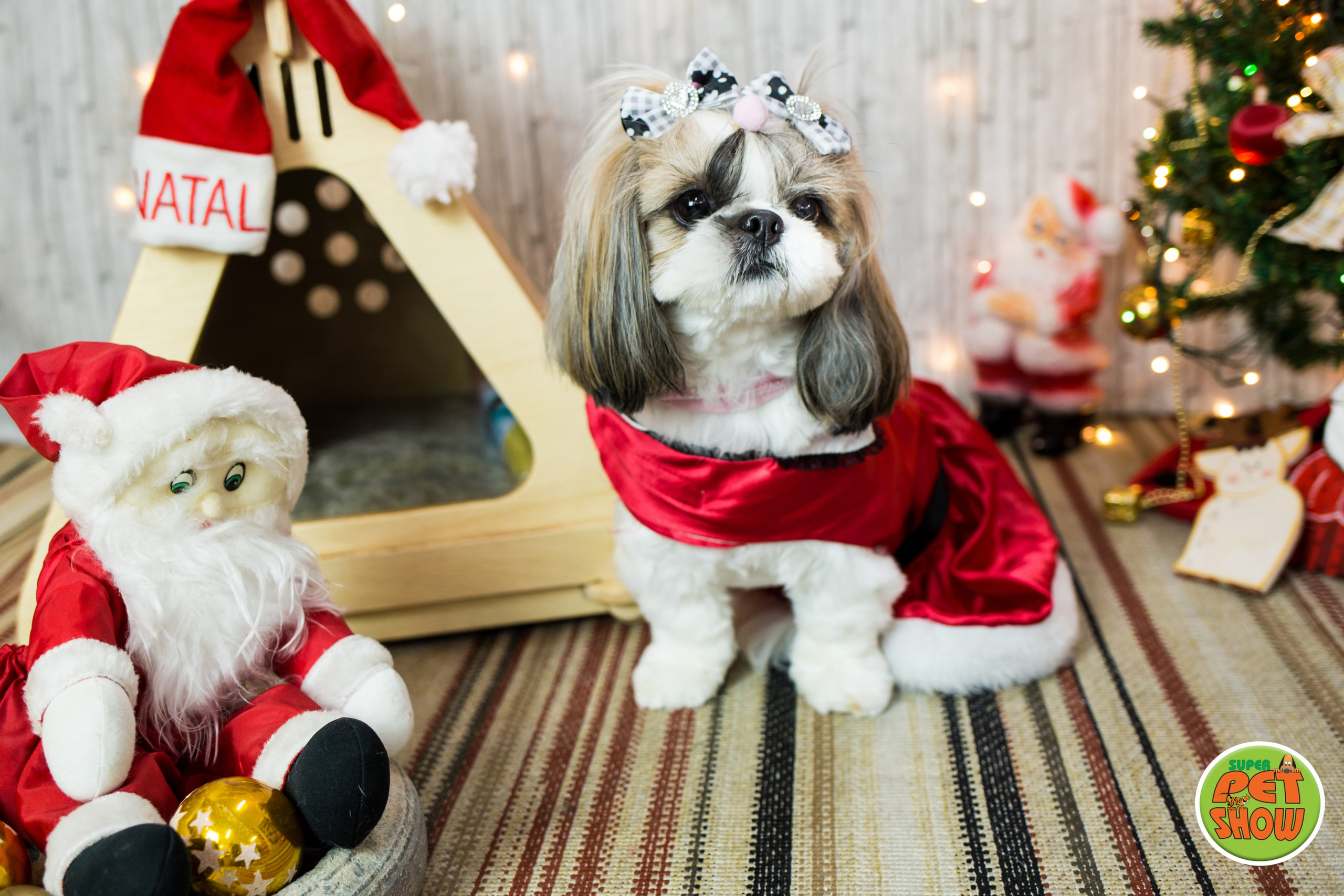 2019 — Natal encantado dos Pets. Fotografia Pet — estúdio, eventos, aniversários, ensaios temáticos