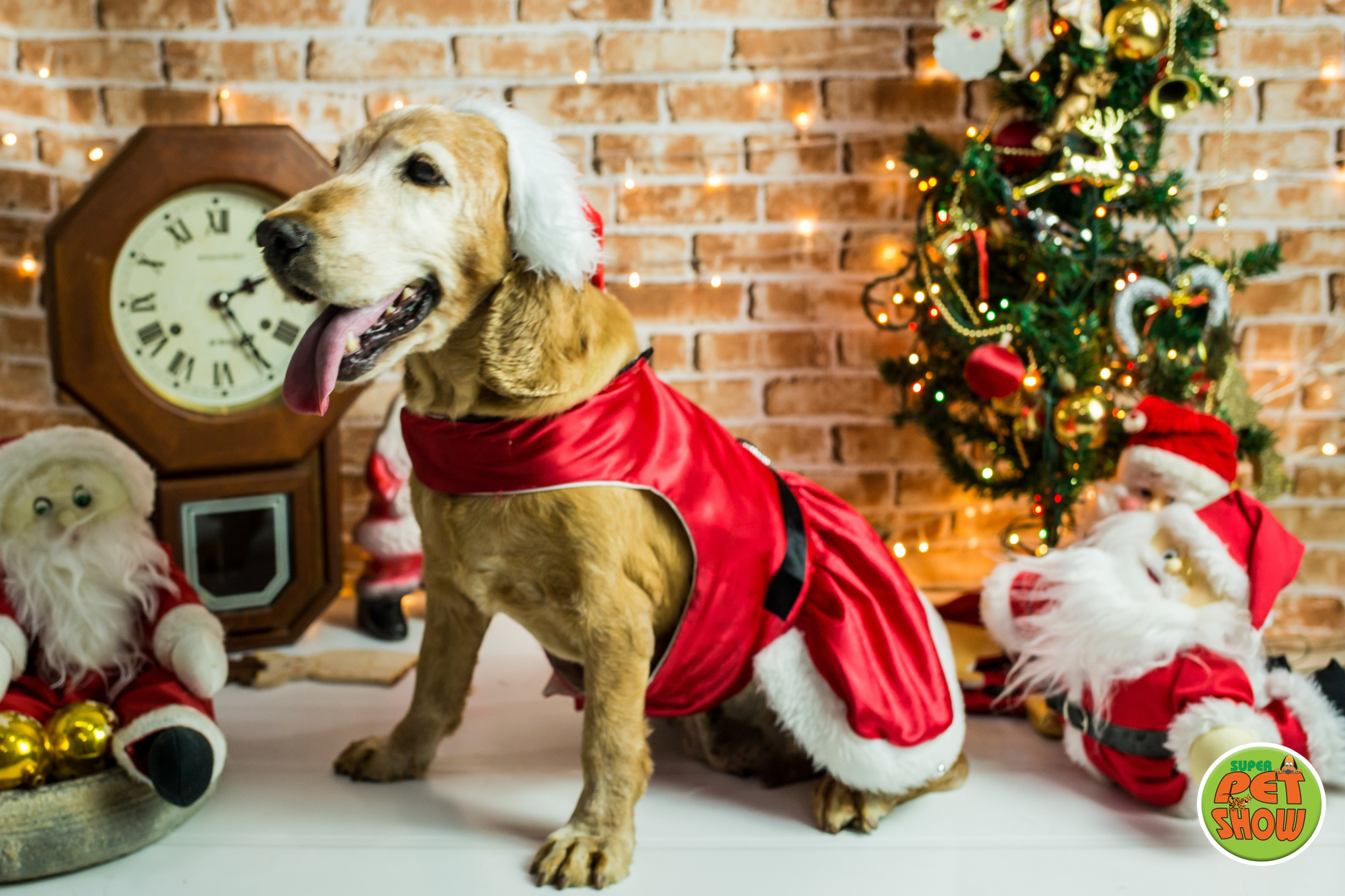 2019 — Natal encantado dos Pets. Fotografia Pet — estúdio, eventos, aniversários, ensaios temáticos