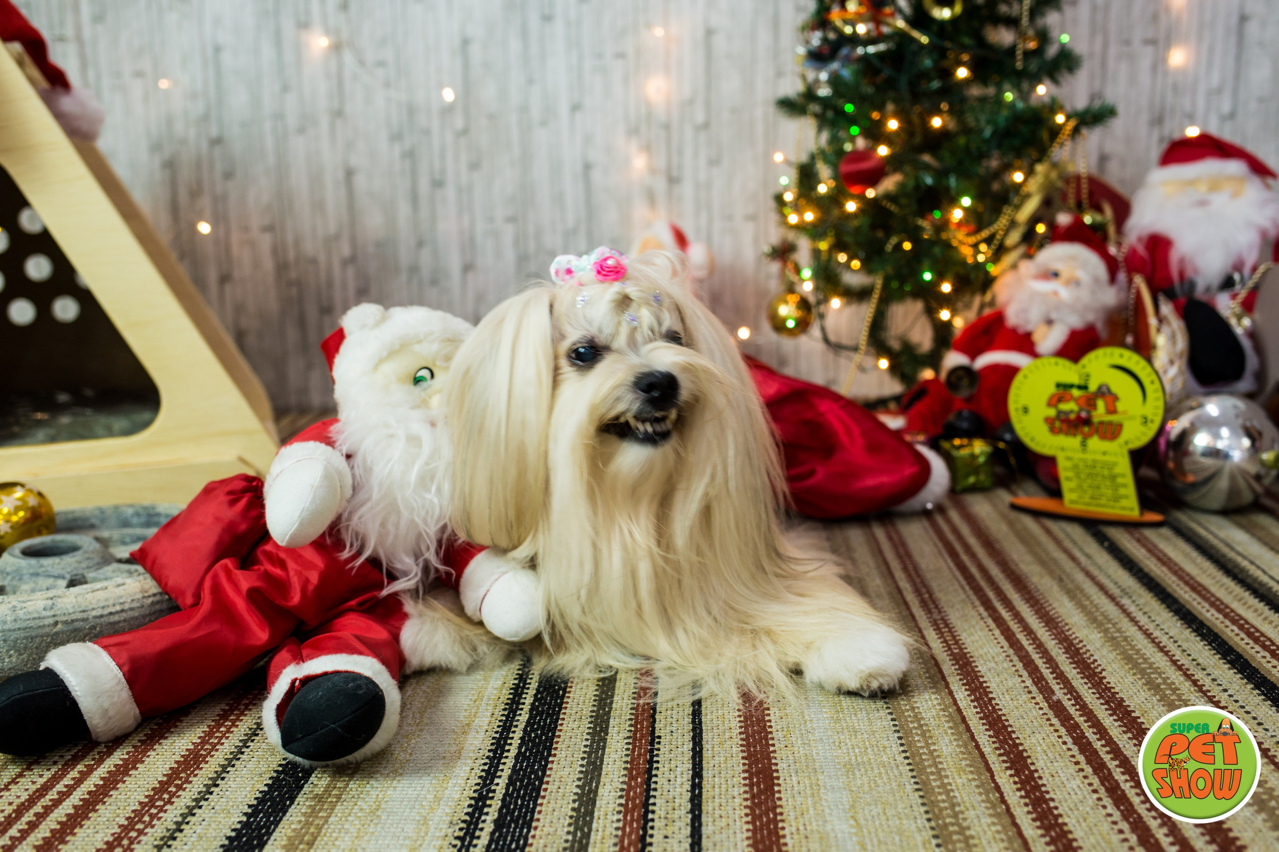 2019 — Natal encantado dos Pets. Fotografia Pet — estúdio, eventos, aniversários, ensaios temáticos