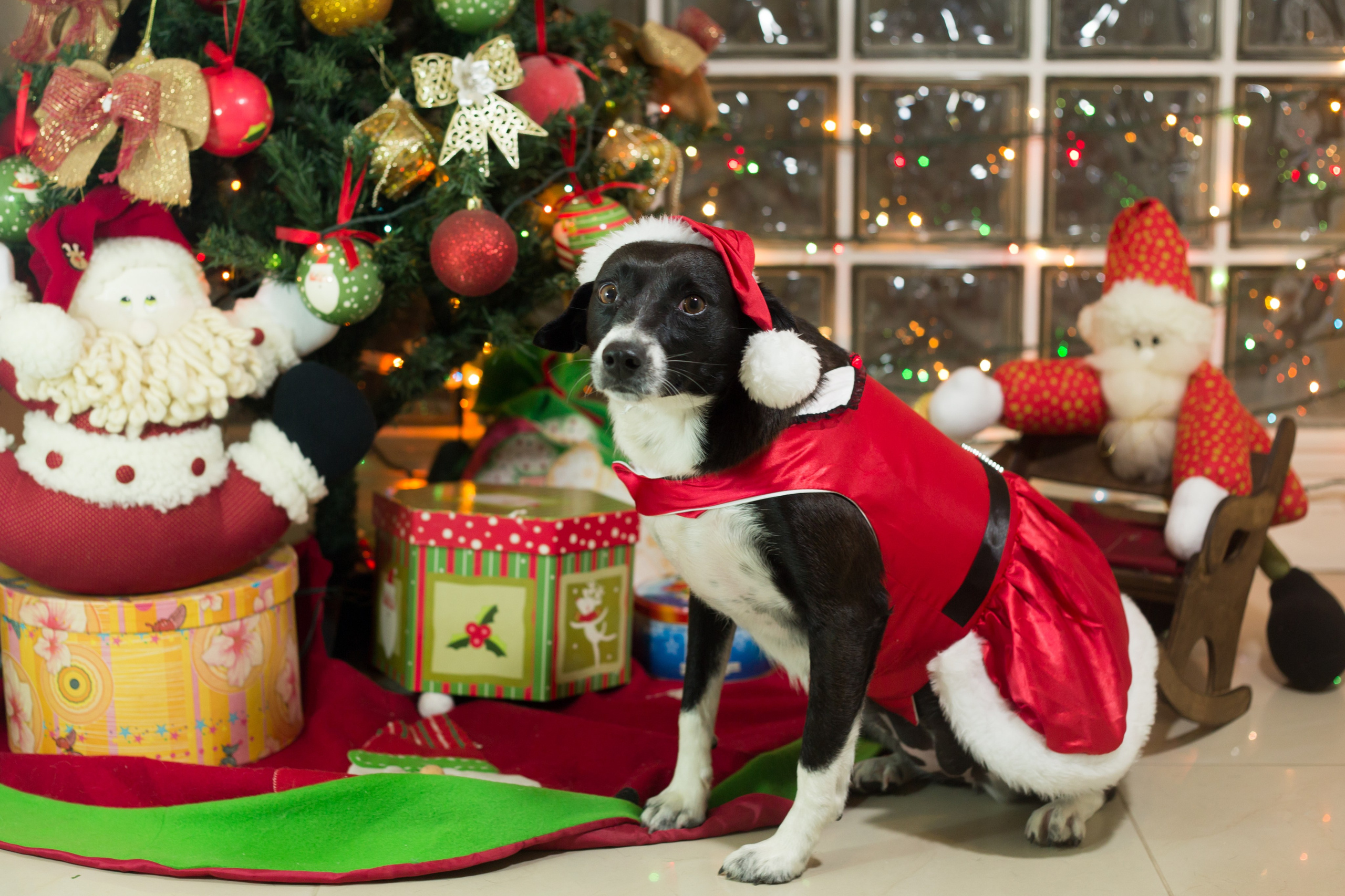 🐾 Um Natal cheio de amor, no cantinho deles. Fotografia Pet — estúdio, eventos, aniversários, ensaios temáticos