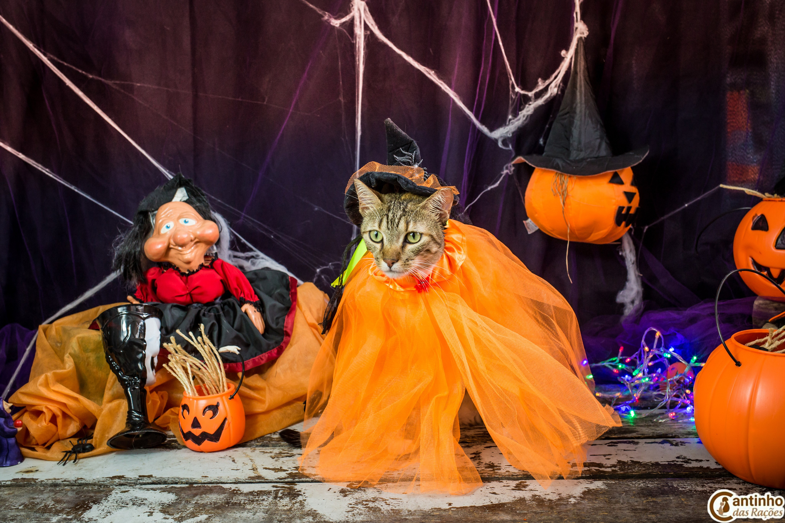 Hallowen — 2020 Doces ou travessuras. Fotografia Pet — estúdio, eventos, aniversários, ensaios temáticos