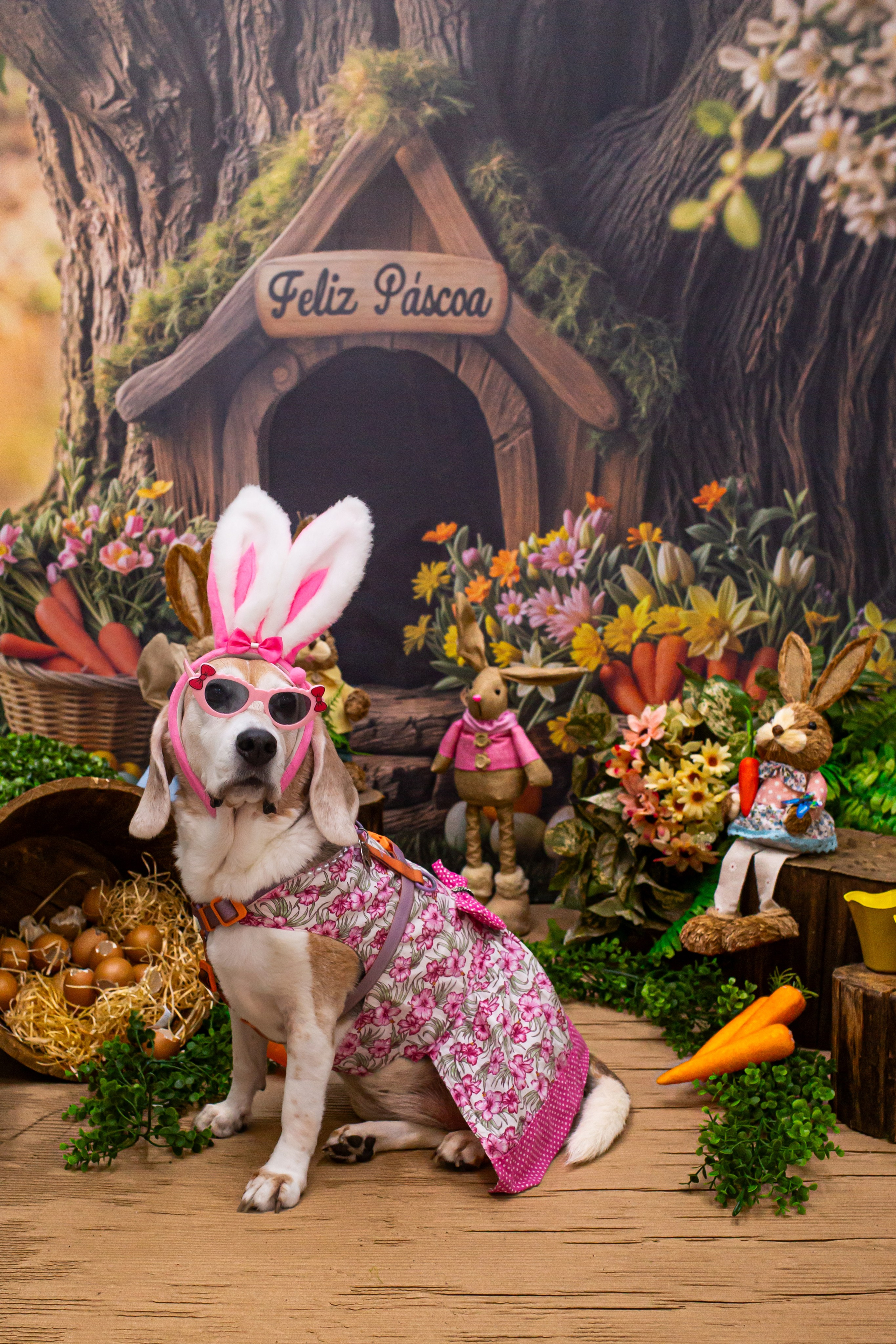 Fotografia Pet — estúdio, eventos, aniversários, ensaios temáticos