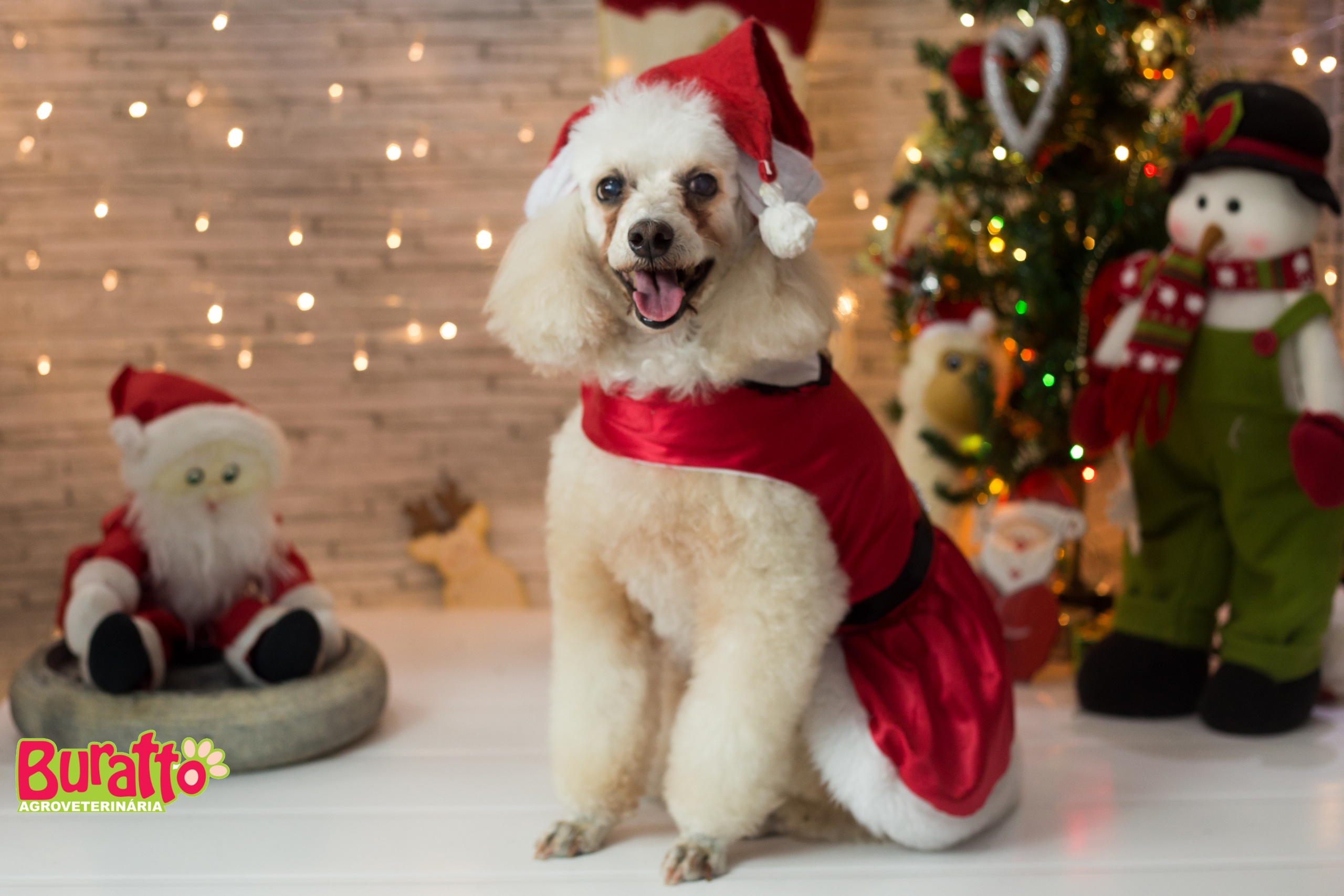 2018 — Natal encantado dos Pets. Fotografia Pet — estúdio, eventos, aniversários, ensaios temáticos