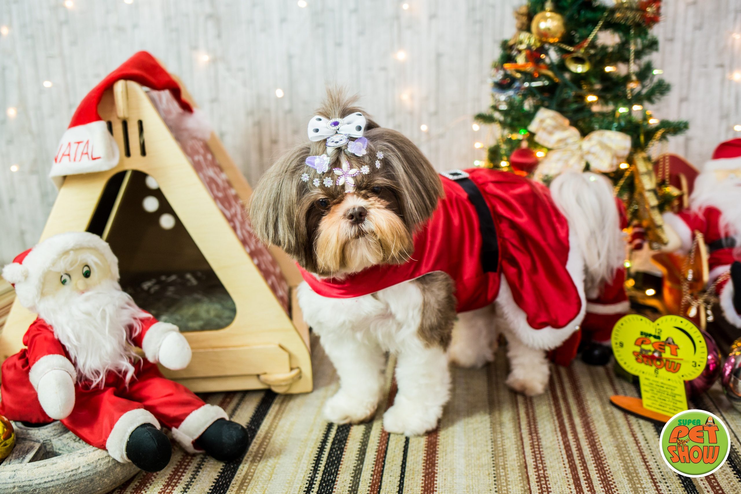 2019 — Natal encantado dos Pets. Fotografia Pet — estúdio, eventos, aniversários, ensaios temáticos