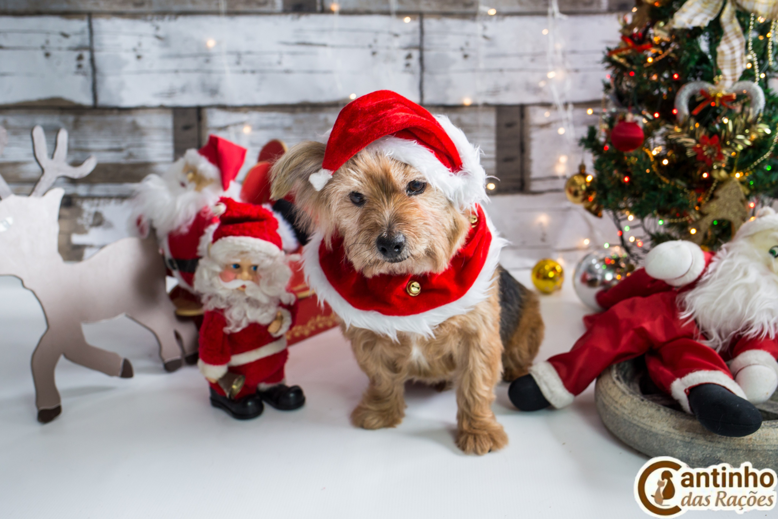 2019 — Natal encantado dos Pets. Fotografia Pet — estúdio, eventos, aniversários, ensaios temáticos
