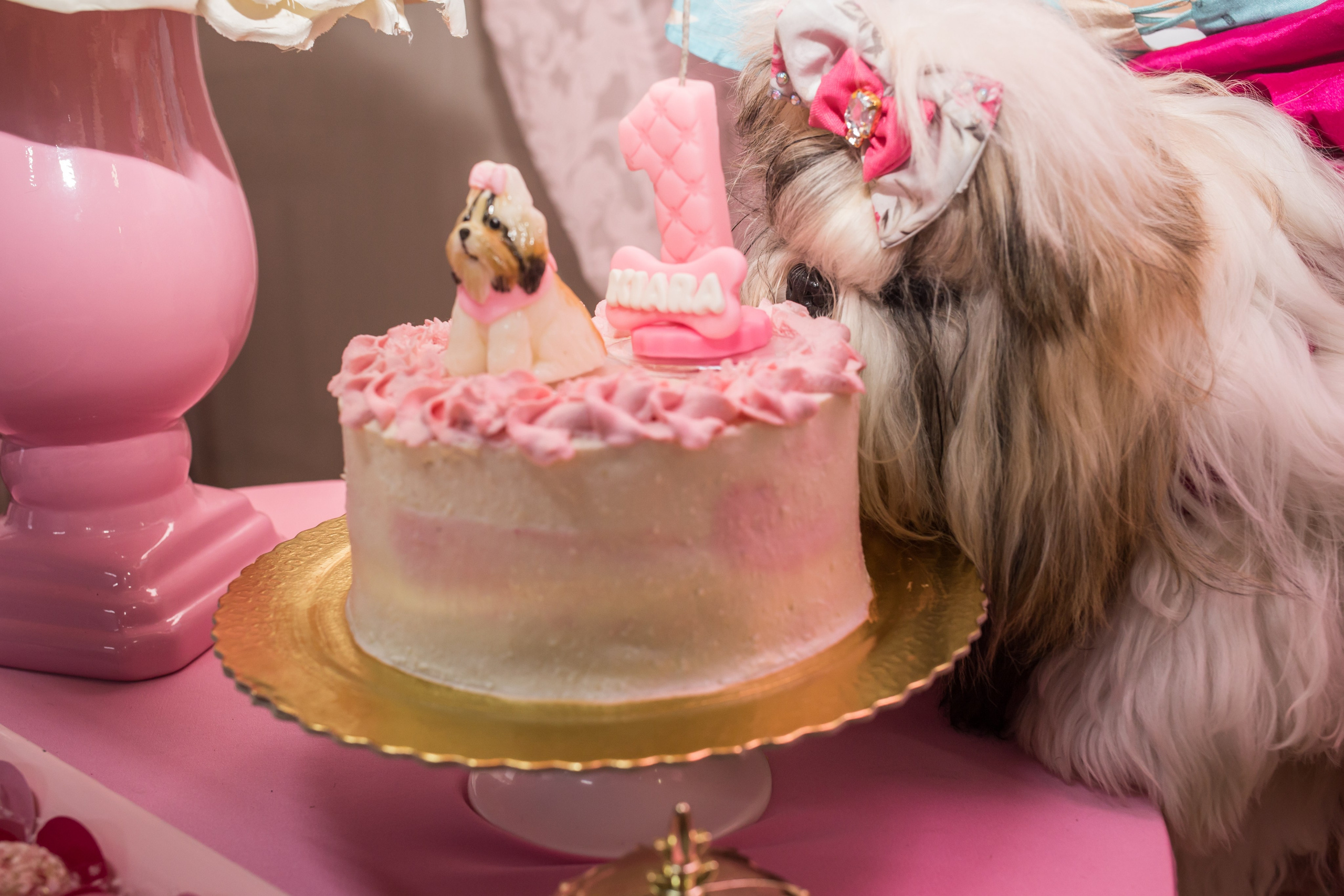Kiara — 1 aninho. Fotografia Pet — estúdio, eventos, aniversários, ensaios temáticos