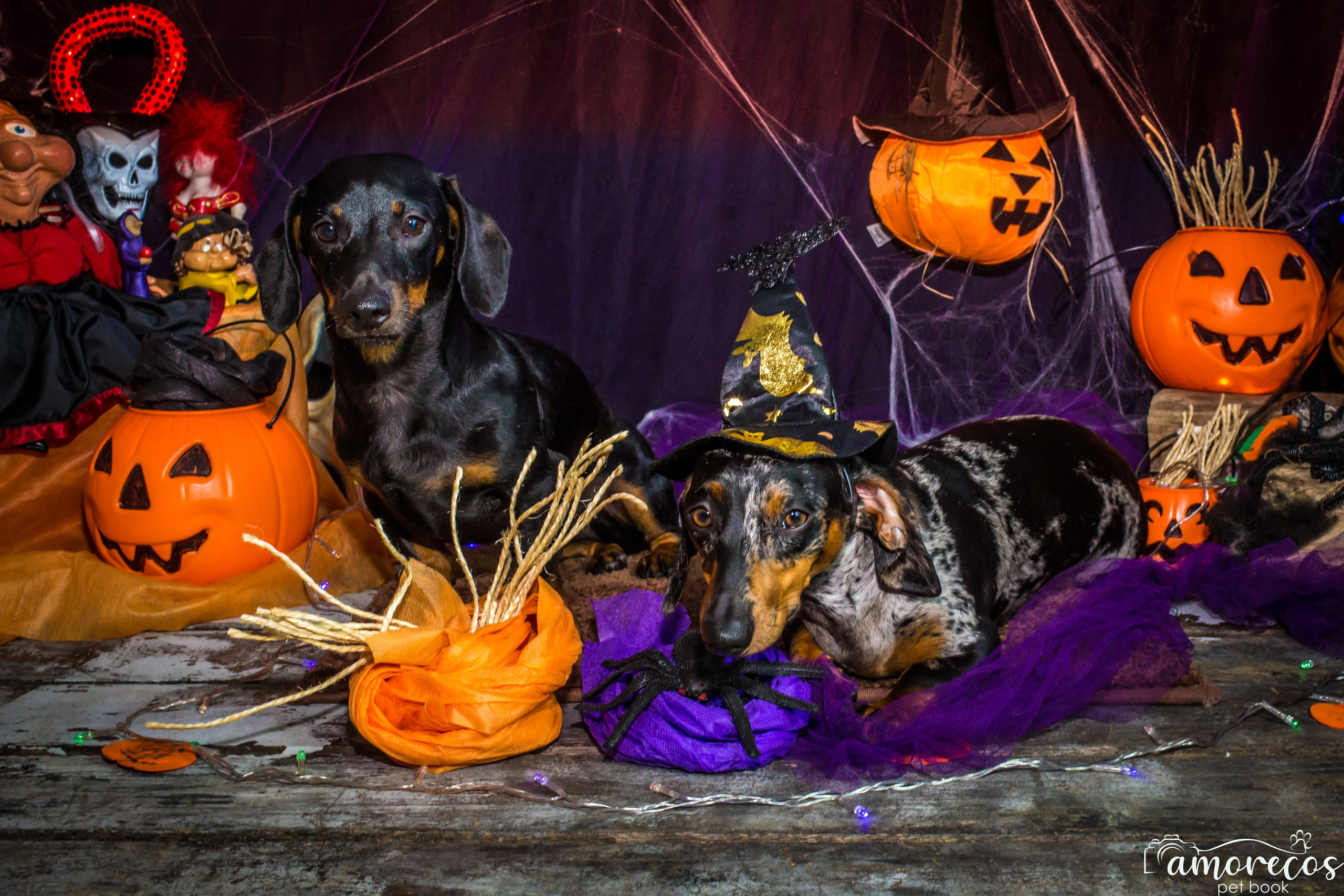 Hallowen — 2020 Doces ou travessuras. Fotografia Pet — estúdio, eventos, aniversários, ensaios temáticos
