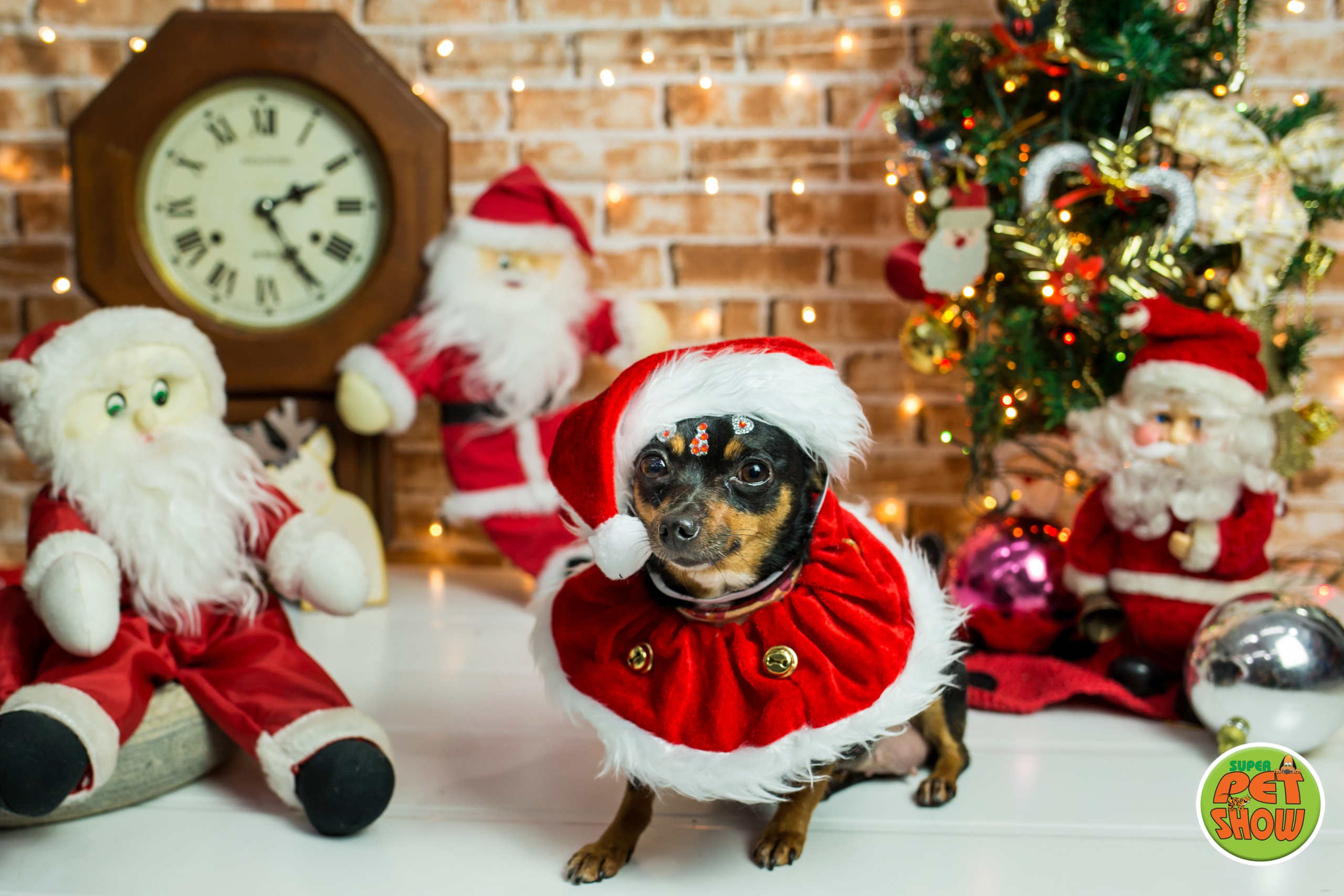 2019 — Natal encantado dos Pets. Fotografia Pet — estúdio, eventos, aniversários, ensaios temáticos