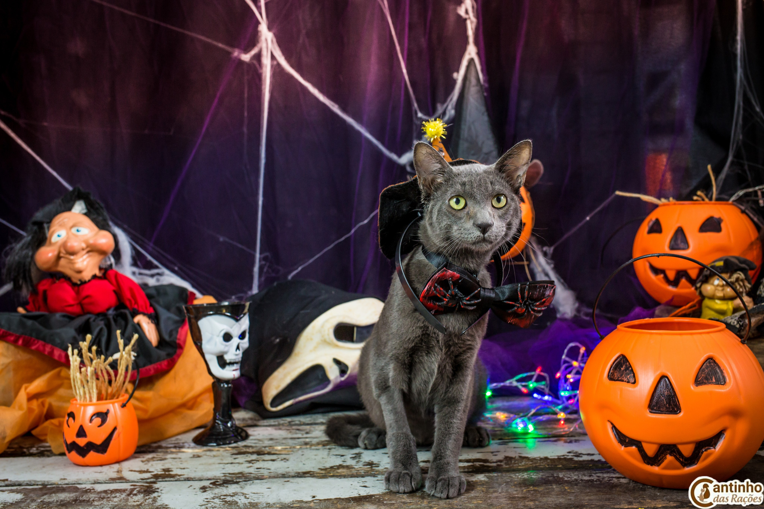 Hallowen — 2020 Doces ou travessuras. Fotografia Pet — estúdio, eventos, aniversários, ensaios temáticos