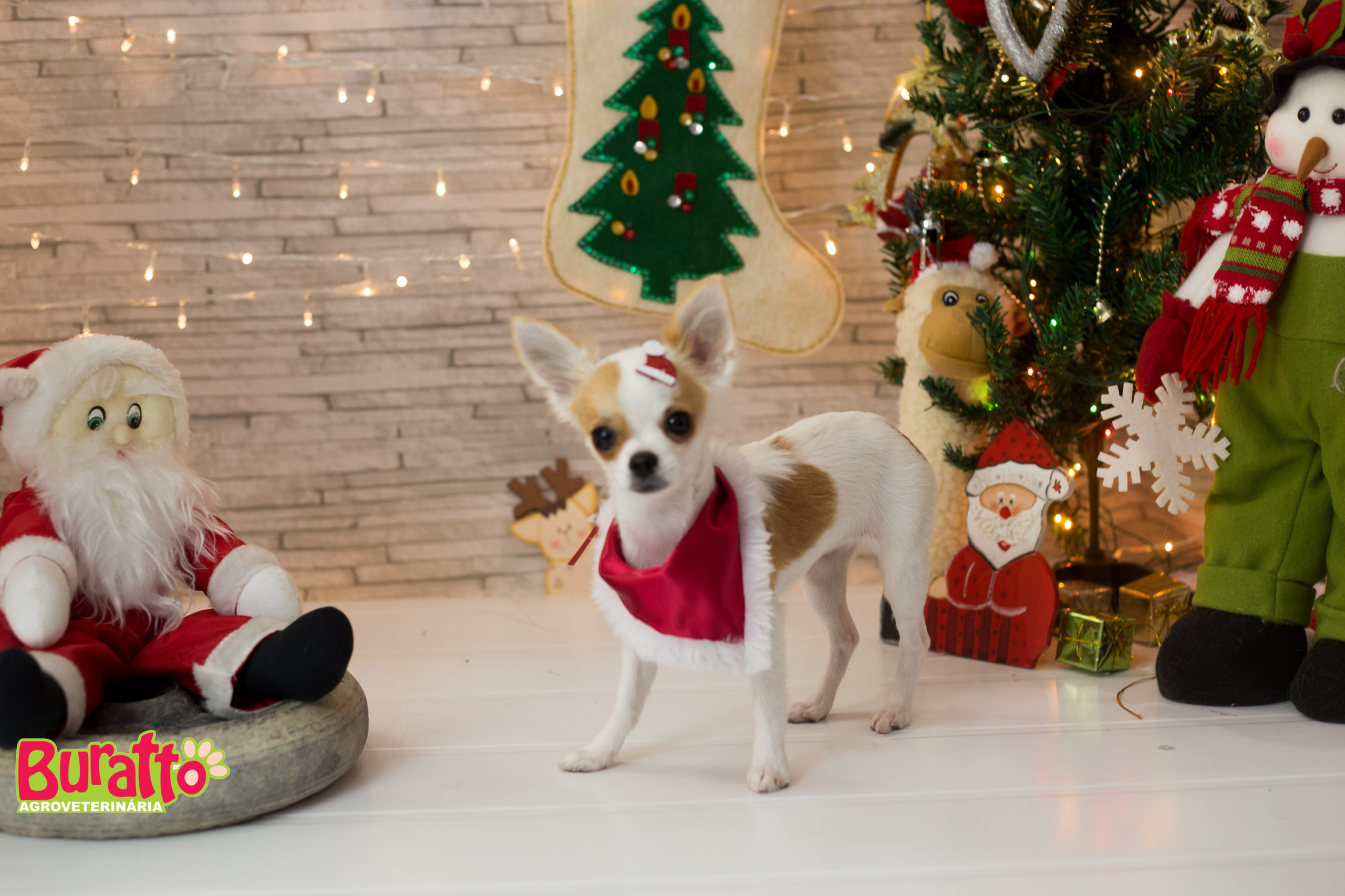2018 — Natal encantado dos Pets. Fotografia Pet — estúdio, eventos, aniversários, ensaios temáticos