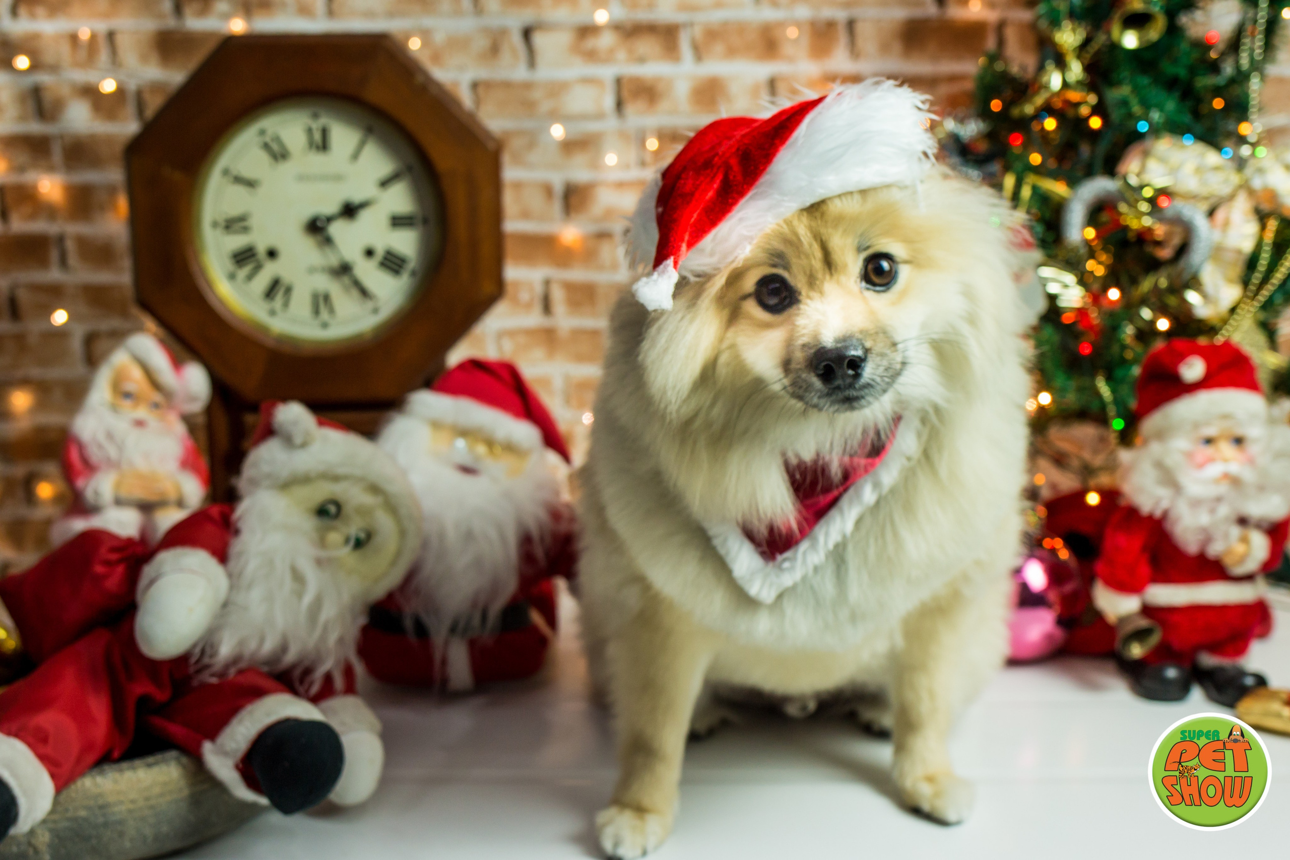 2019 — Natal encantado dos Pets. Fotografia Pet — estúdio, eventos, aniversários, ensaios temáticos