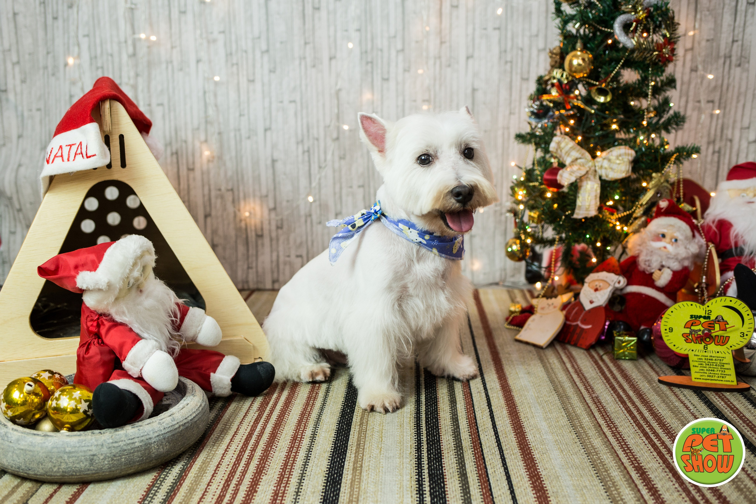 2019 — Natal encantado dos Pets. Fotografia Pet — estúdio, eventos, aniversários, ensaios temáticos
