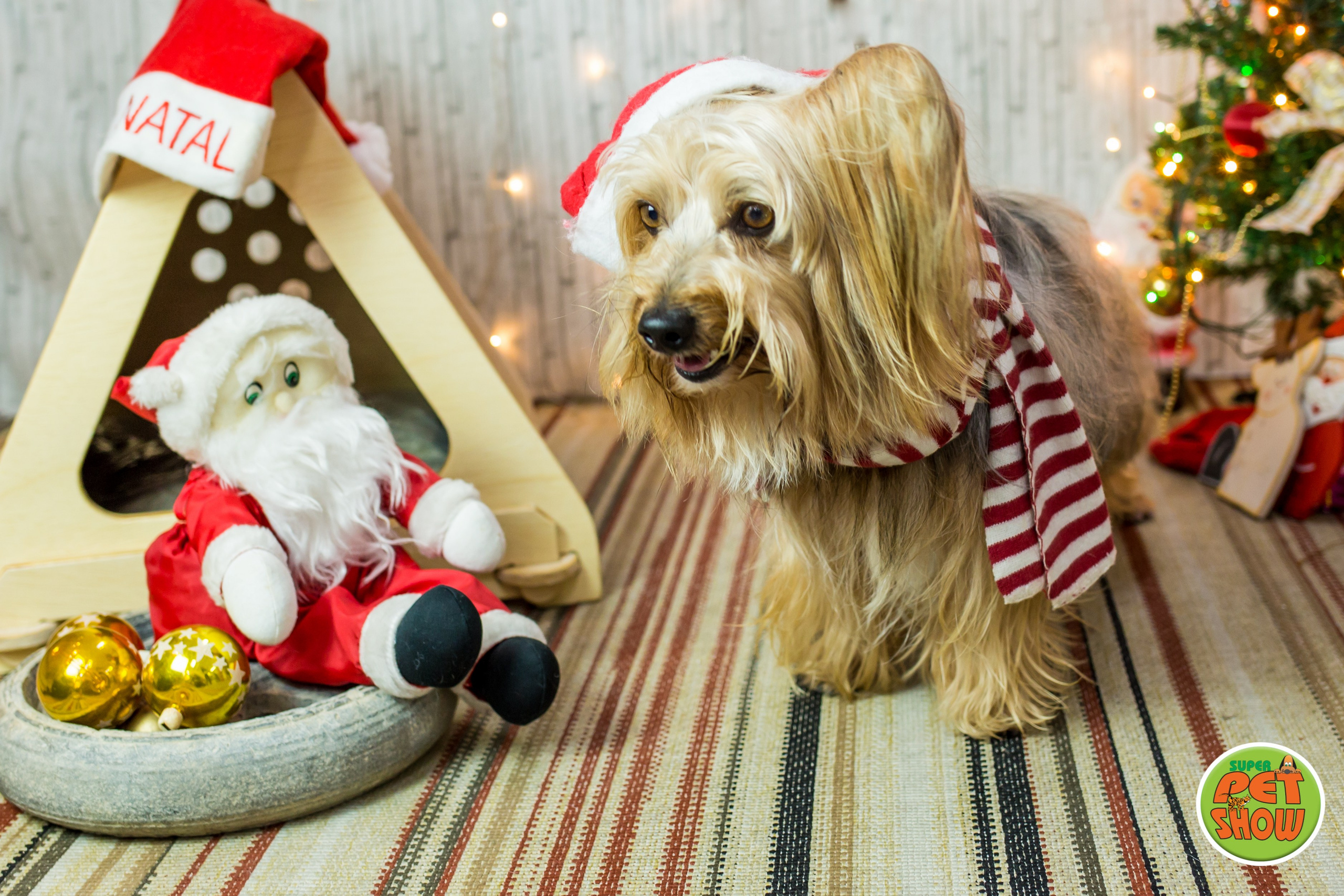 2019 — Natal encantado dos Pets. Fotografia Pet — estúdio, eventos, aniversários, ensaios temáticos
