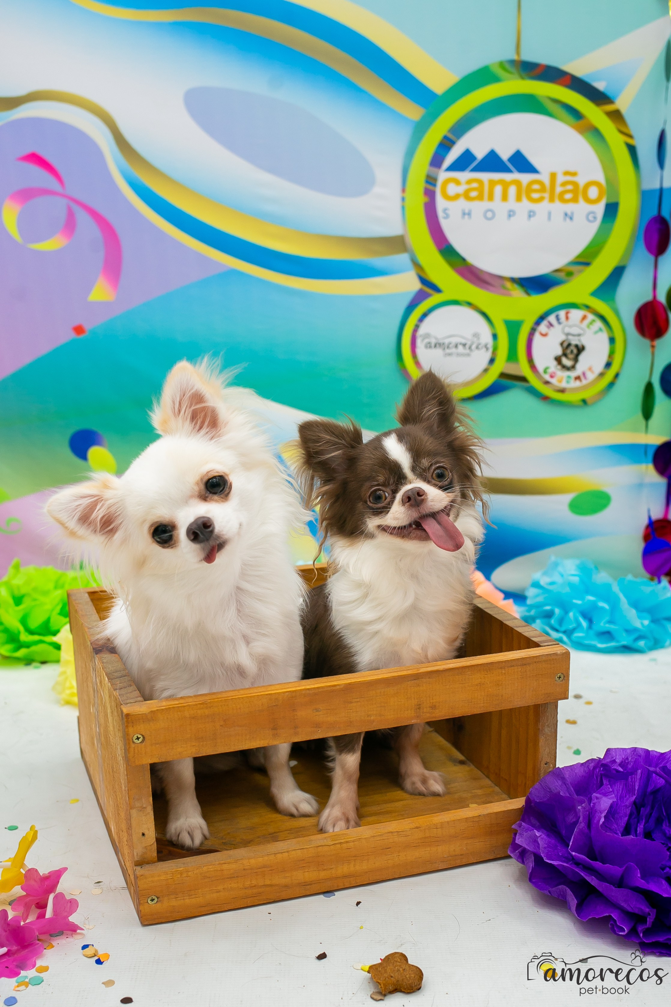 Carnaval 2026 — Camelão. Fotografia Pet — estúdio, eventos, aniversários, ensaios temáticos