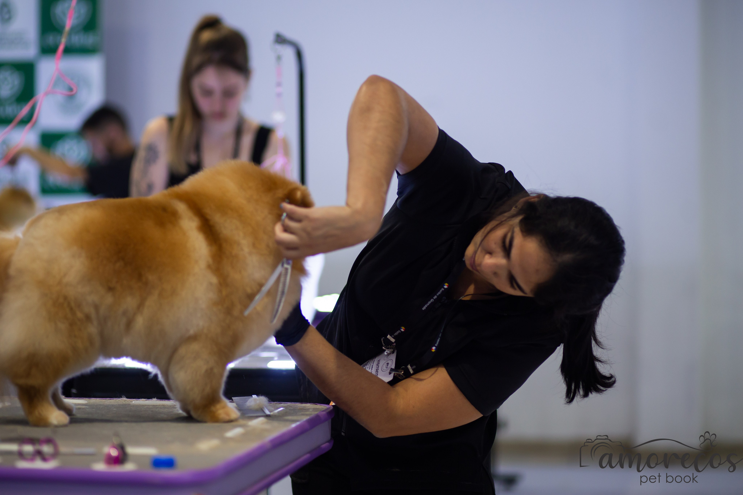 Feira Pet Sul 2025 — São José/SC. Fotografia Pet — estúdio, eventos, aniversários, ensaios temáticos