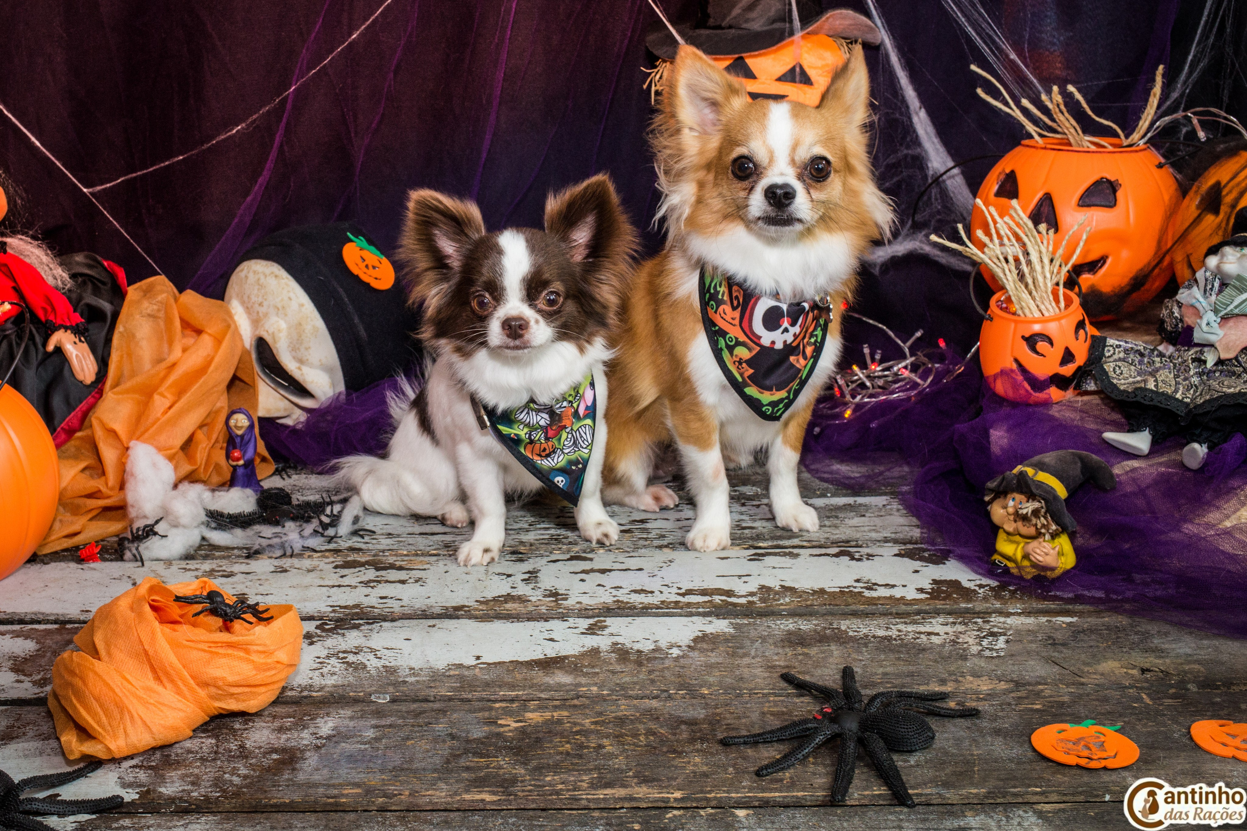 Hallowen — 2020 Doces ou travessuras. Fotografia Pet — estúdio, eventos, aniversários, ensaios temáticos