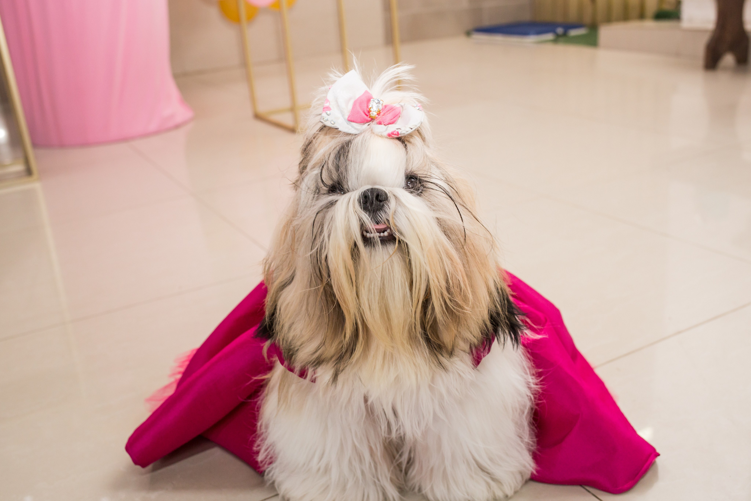 Kiara — 1 aninho. Fotografia Pet — estúdio, eventos, aniversários, ensaios temáticos