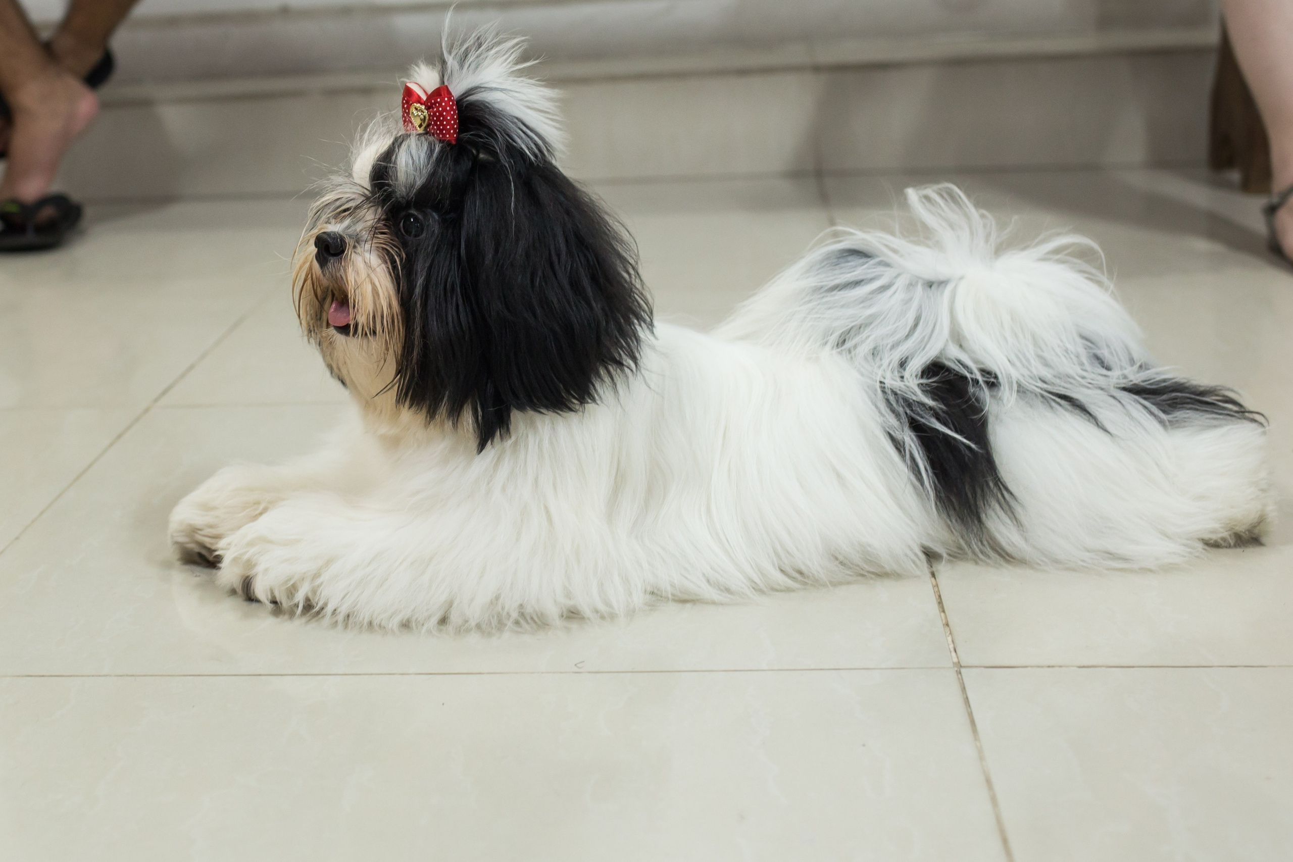 Kiara — 1 aninho. Fotografia Pet — estúdio, eventos, aniversários, ensaios temáticos