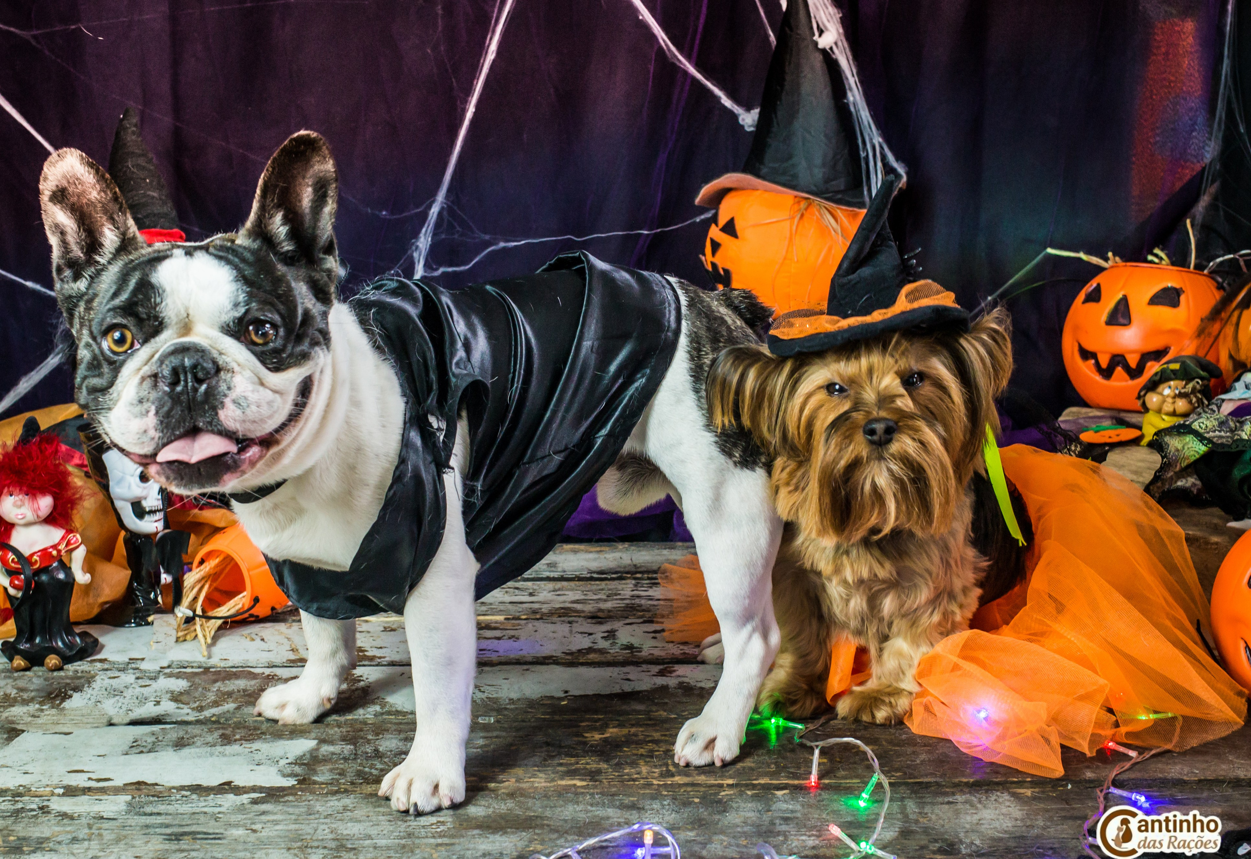 Hallowen — 2020 Doces ou travessuras. Fotografia Pet — estúdio, eventos, aniversários, ensaios temáticos