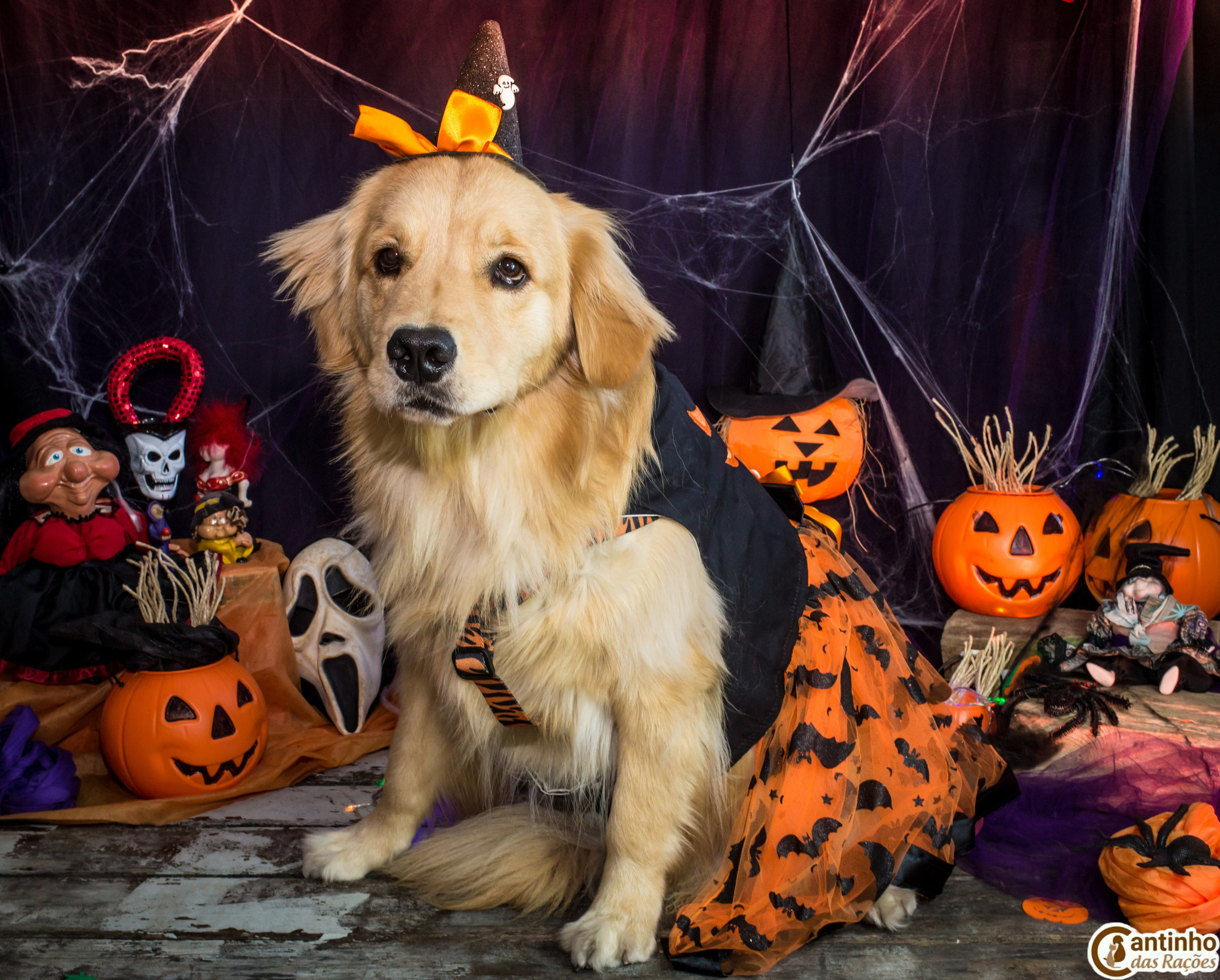 Hallowen — 2020 Doces ou travessuras. Fotografia Pet — estúdio, eventos, aniversários, ensaios temáticos