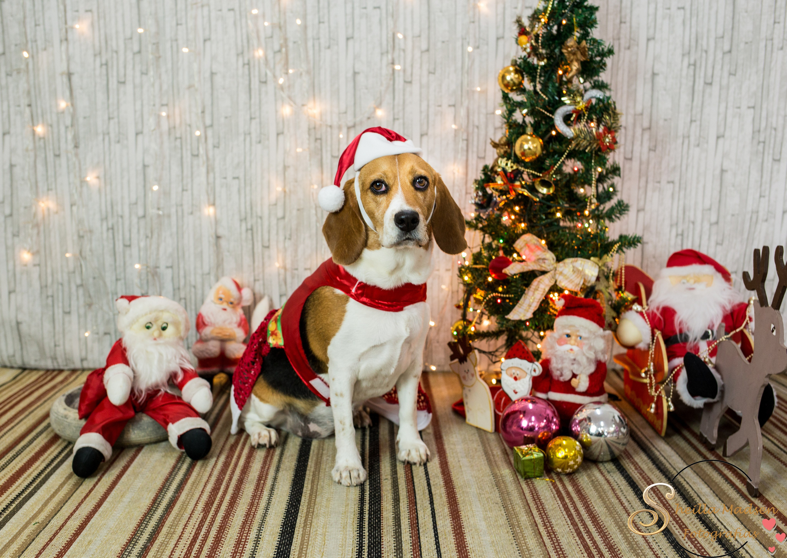 2019 — Natal encantado dos Pets. Fotografia Pet — estúdio, eventos, aniversários, ensaios temáticos