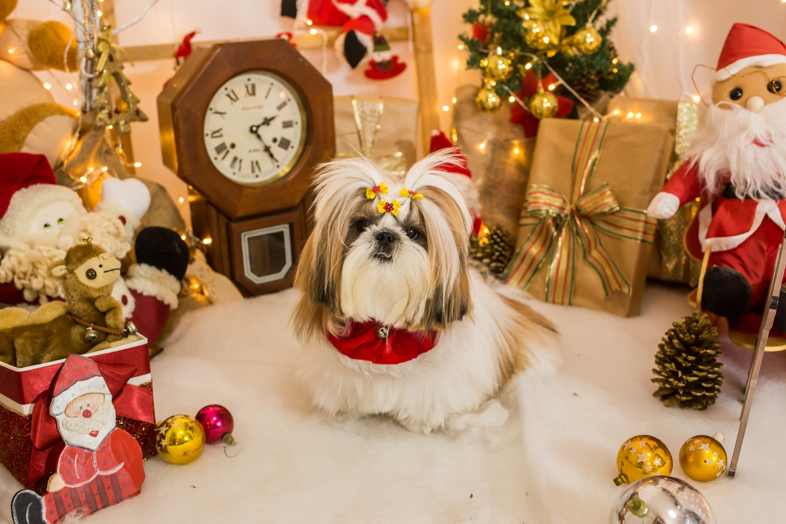 2021 — Natal encantado dos Pets. Fotografia Pet — estúdio, eventos, aniversários, ensaios temáticos