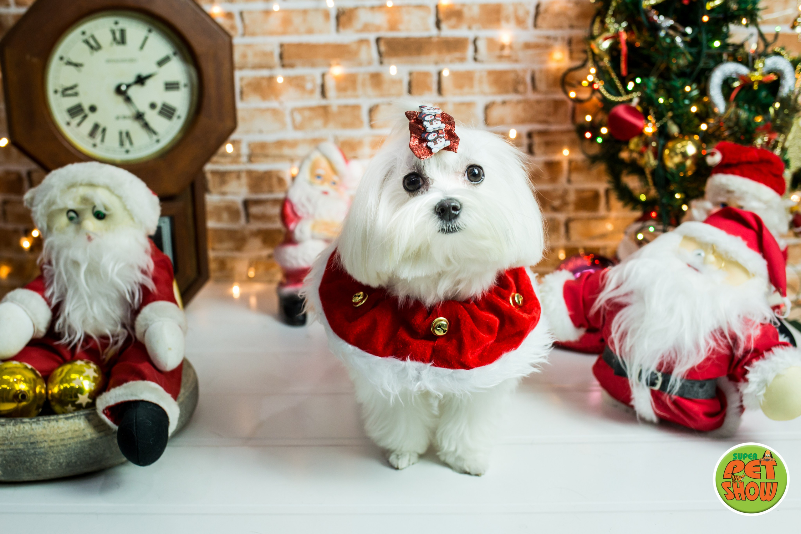 2019 — Natal encantado dos Pets. Fotografia Pet — estúdio, eventos, aniversários, ensaios temáticos