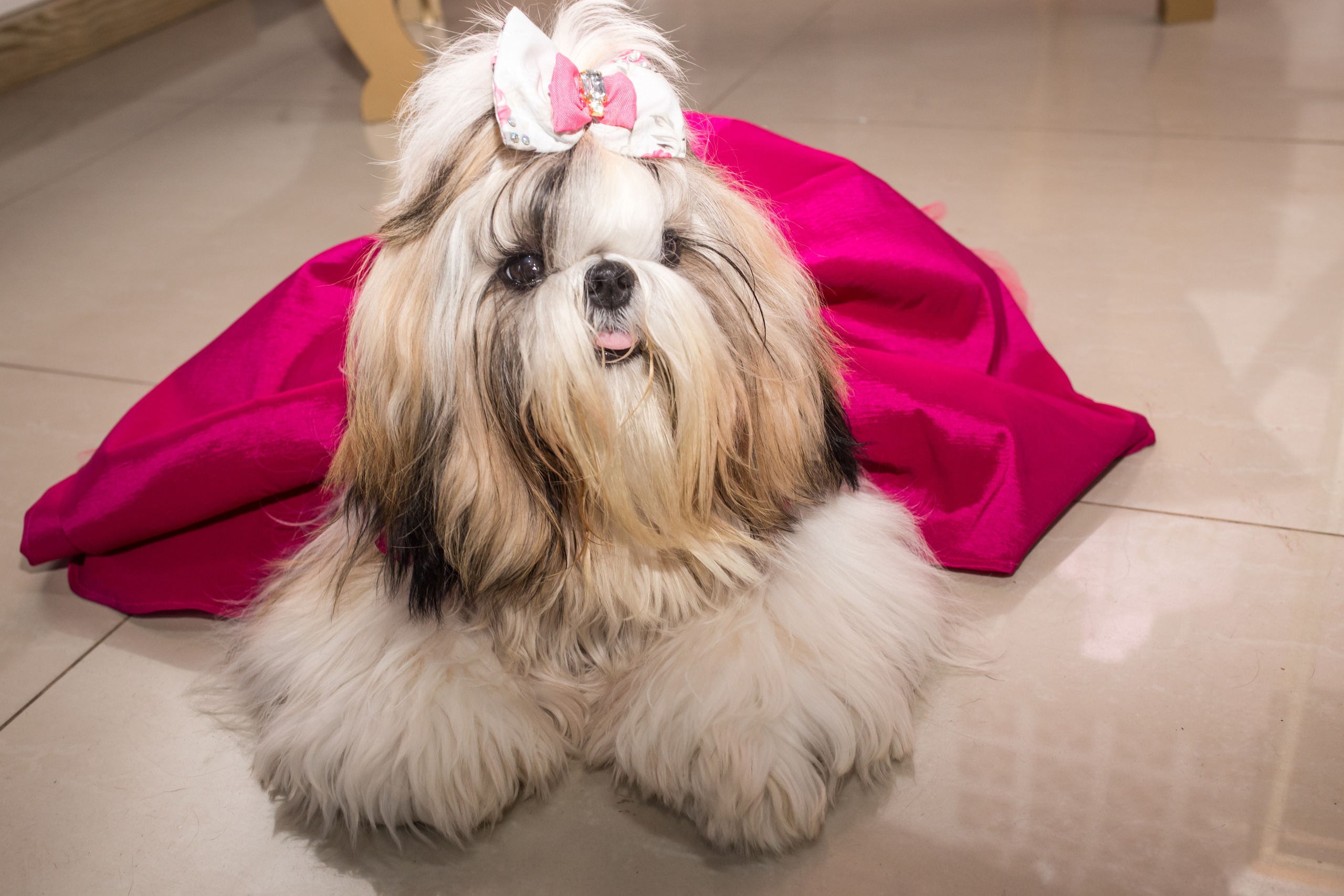 Kiara — 1 aninho. Fotografia Pet — estúdio, eventos, aniversários, ensaios temáticos
