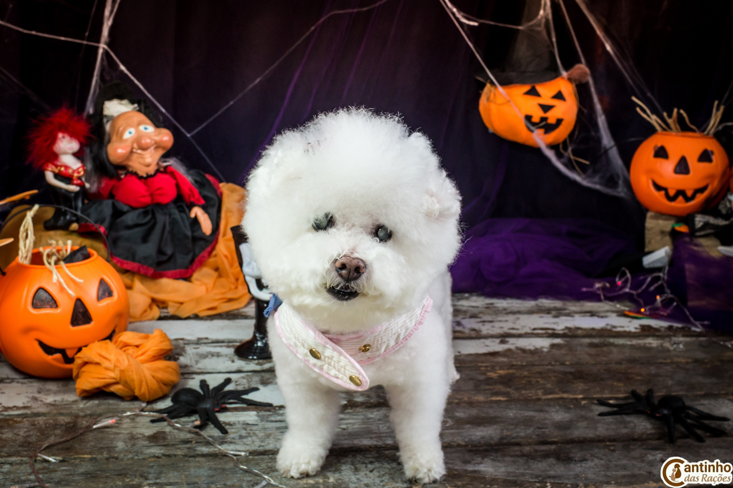 Hallowen — 2020 Doces ou travessuras. Fotografia Pet — estúdio, eventos, aniversários, ensaios temáticos