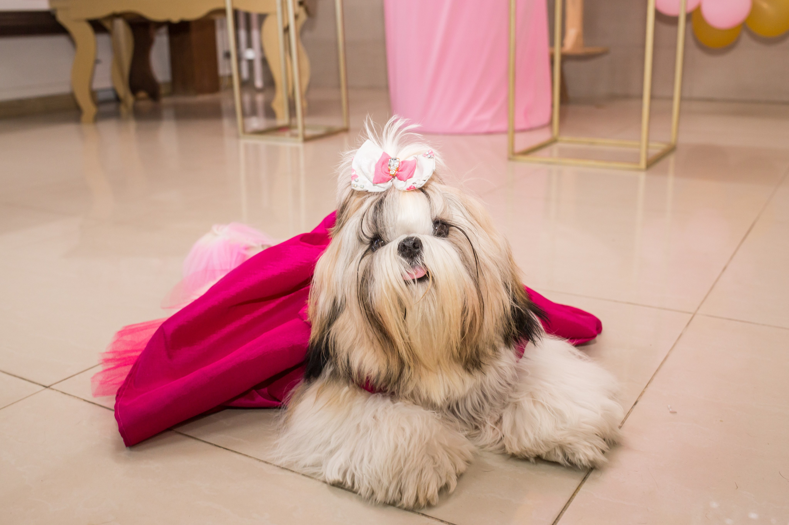 Kiara — 1 aninho. Fotografia Pet — estúdio, eventos, aniversários, ensaios temáticos
